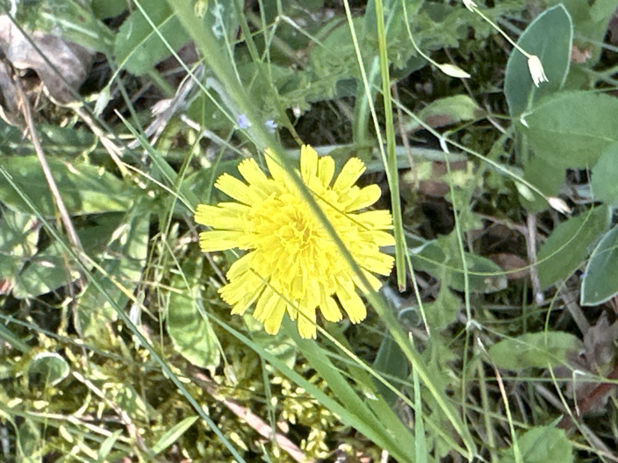 A bright yellow dandelion, its petals fanned out in a star shape, is the central subject of this close-up image. The flower is positioned slightly off-center to the right and is surrounded by a dense growth of green grass and other foliage. Some of the blades of grass are thin and sharp, while others are broader and more leaf-like. The background is a blur of greens and browns, suggesting a natural, outdoor setting.
The lighting appears natural and diffused, indicating it might be daytime, possibly overcast or in a shaded area, as there are no harsh shadows. The overall impression is one of a serene, undisturbed natural environment. There are no people or animals visible in the image. The focus is solely on the dandelion and its immediate surroundings. The image is taken at a low angle, looking up at the flower amidst the grass. The colors are vibrant, with the yellow of the dandelion being particularly striking against the muted greens and browns. The scene evokes a feeling of tranquility and the simple beauty of nature. No text is visible in the image.