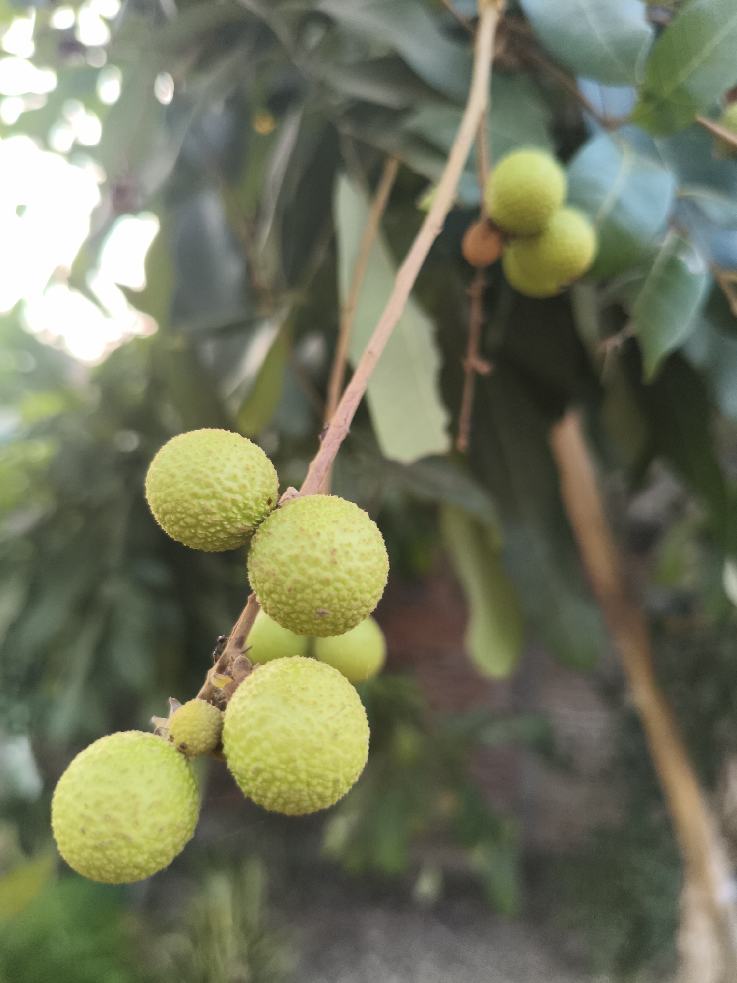 A close-up, vertical shot captures a cluster of unripe, green lychee fruits hanging from a branch in a garden setting. The fruits are round with a bumpy, textured surface, and some appear to have tiny ants crawling on them. The background is softly blurred, showcasing green foliage and hints of sunlight filtering through, suggesting an outdoor environment. The image is likely taken in Kembaran, Indonesia, given the tropical fruit and vegetation.