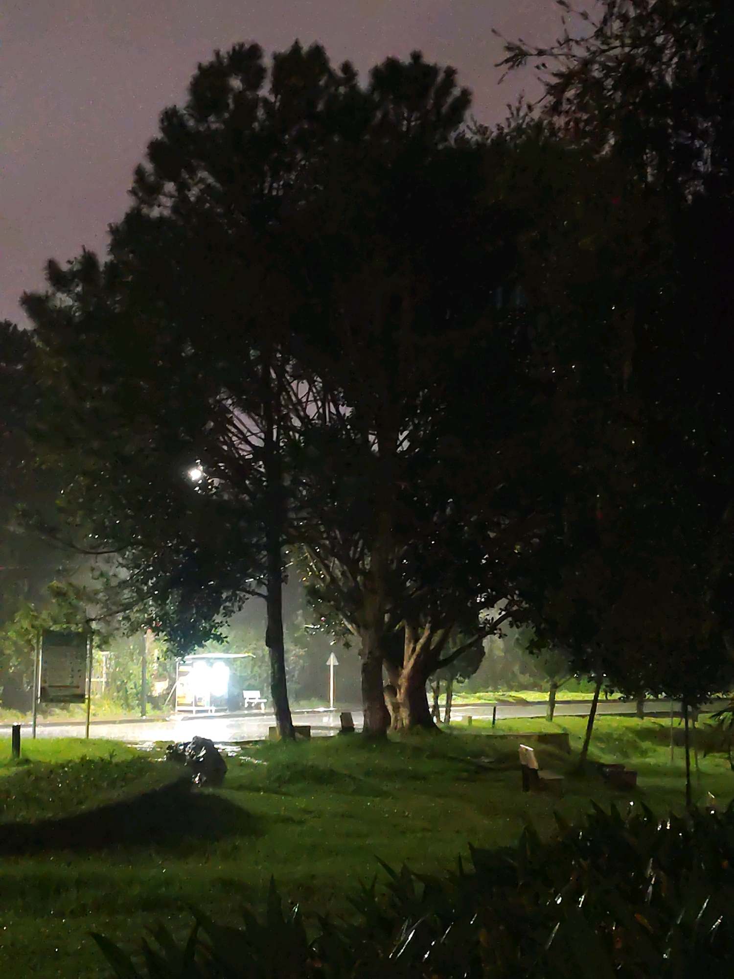 The image depicts a nighttime scene at a park in Xuân Hương Lake, Đà Lạt, Vietnam. A large tree dominates the foreground, its dark silhouette contrasting with the faintly illuminated sky. To the left of the main tree, another, thinner tree stands. In the background, across a wet road, a small, illuminated structure, possibly a food stall or shelter, is visible, with a bench in front of it. The ground appears to be wet, suggesting recent rain, and the grass is a deep green. Several benches are scattered throughout the park. The overall atmosphere is tranquil and slightly eerie due to the low light conditions.