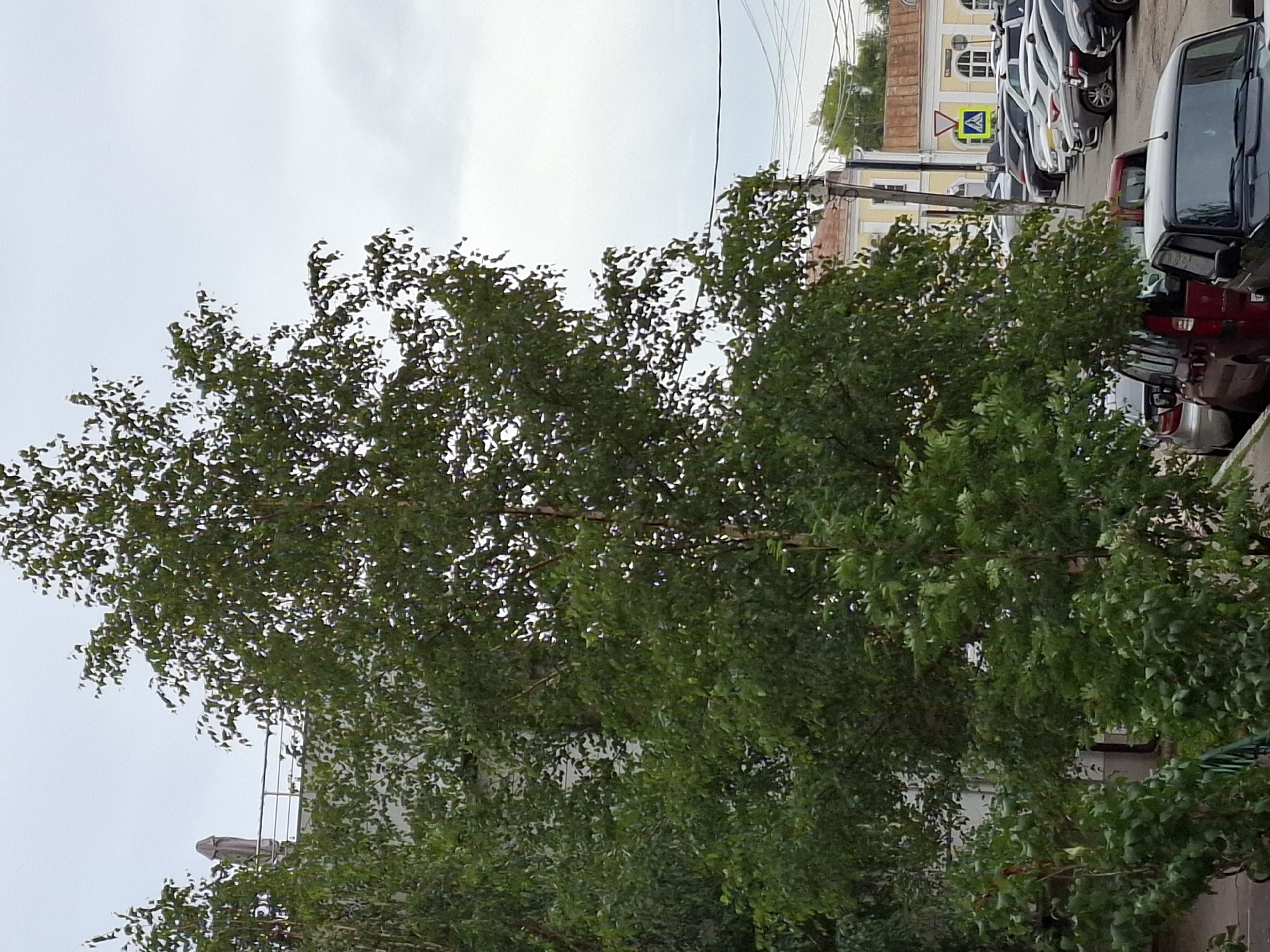 A medium shot captures a street scene in Unknown, Unknown, under an overcast sky. The foreground is dominated by lush green foliage from several trees. To the left, the edge of a building is visible, featuring a white exterior wall and a railing along its roofline, topped with a closed, grey umbrella. In the background, a row of parked cars lines a street. The cars vary in color and type, including a dark-colored SUV, a red minivan, and several other vehicles. Beyond the parked cars, buildings with yellow and red-tiled roofs are present. A pedestrian crossing sign with a blue square and a white triangle containing a figure walking is visible near the buildings. Electrical wires are strung across the upper portion of the scene.