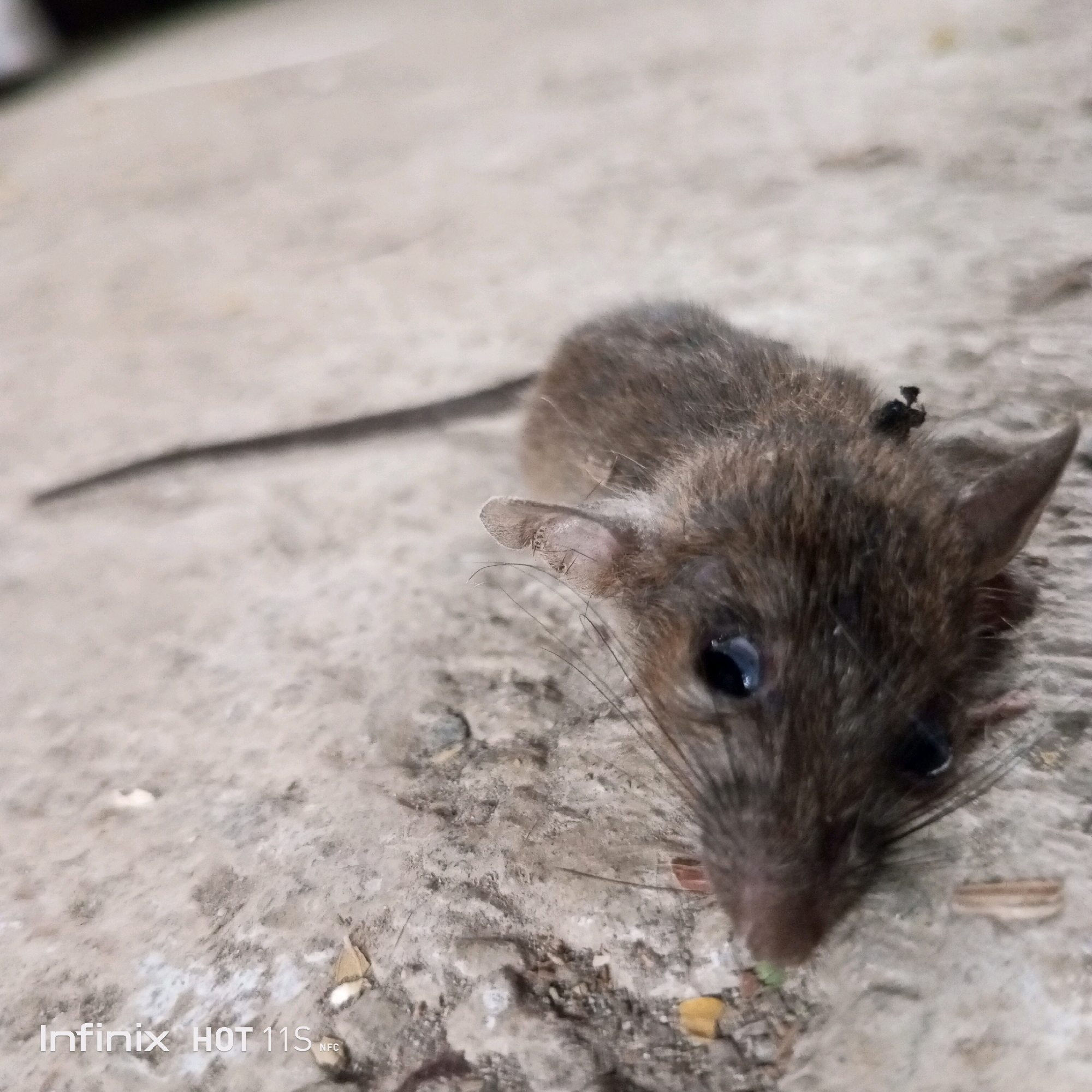 An image shows a dead mouse on a concrete surface. The mouse is small and brown with visible whiskers and ears. Its eyes are dark and appear sunken. There is a small dark object on its back. The concrete is rough and uneven, with some small debris scattered around. The background is blurred, suggesting a shallow depth of field. The lower left corner of the image contains a watermark that reads "Infinix HOT 11S NFC". The location of this image in Sukaslamet, Indonesia, is not discernible from the visual information provided.