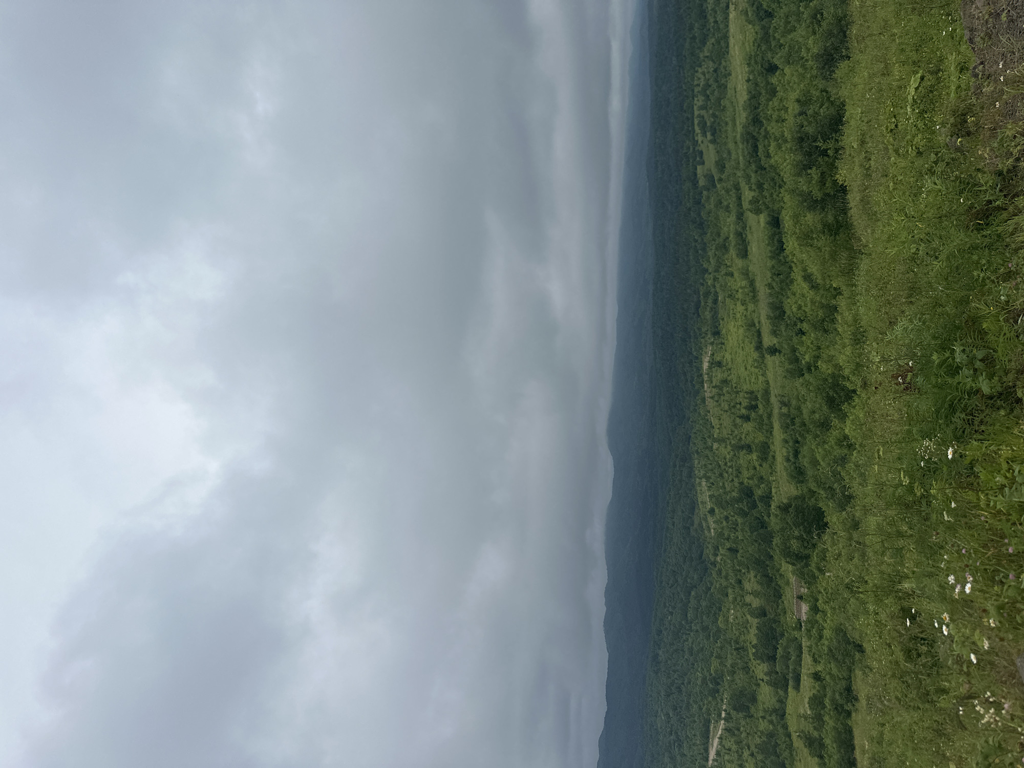 The image is a wide-angle shot of a vast, verdant landscape under a heavily overcast sky. The foreground is a grassy hill dotted with small white wildflowers. Beyond the hill, a dense forest stretches out, giving way to rolling hills in the middle ground and a distant mountain range fading into the haze. The overall impression is one of natural, undeveloped wilderness.
The location is identified as being in the vicinity of Tsapko, Russia. There are no people or discernible man-made structures in the image, suggesting a remote, natural setting. The lighting is diffused, indicative of a cloudy or foggy day.