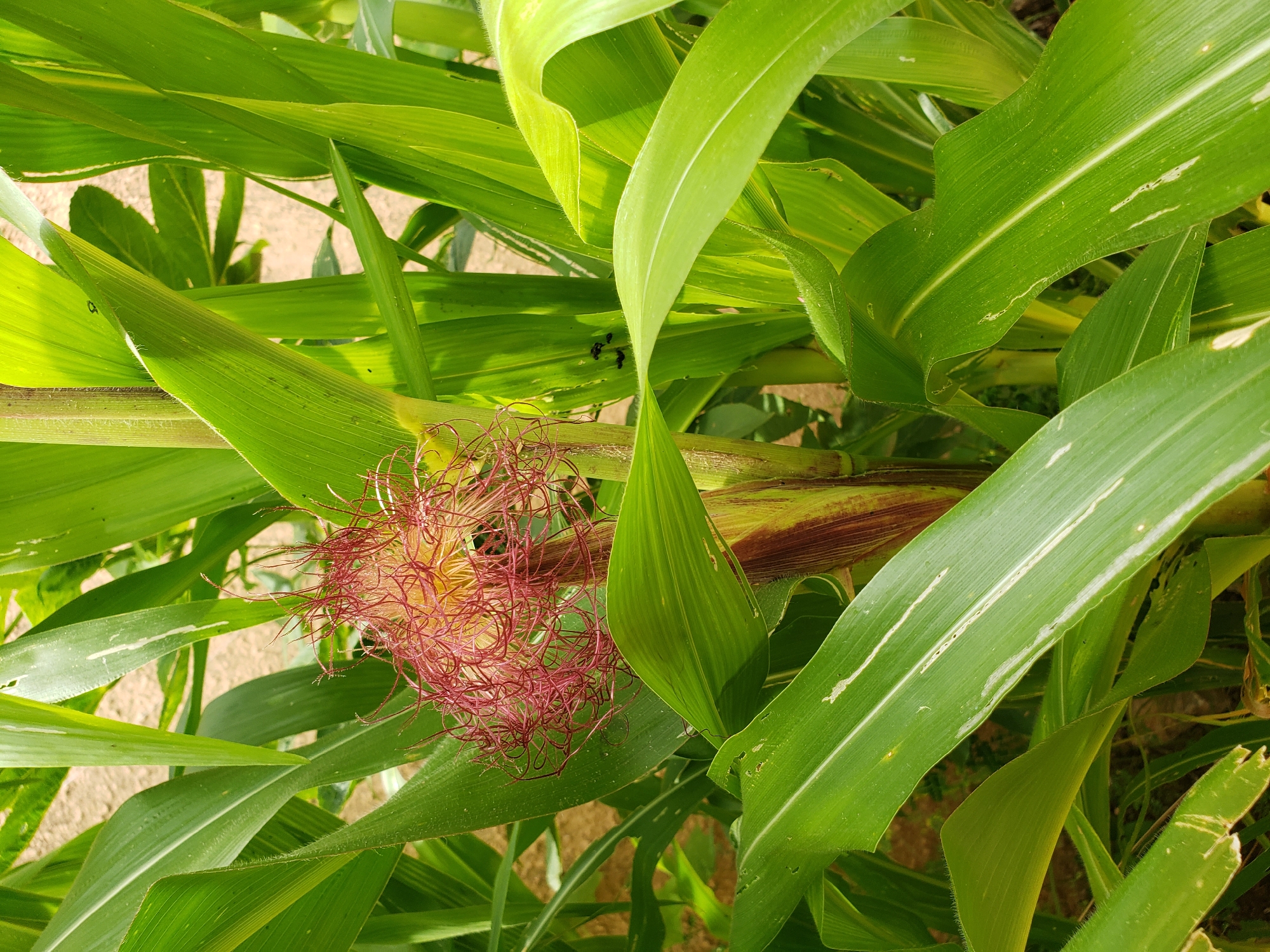 A close-up, eye-level shot captures a developing ear of corn with its characteristic silky tassels, which are a vibrant reddish-pink and appear delicate and wispy. The tassels emerge from the base of the ear, surrounded by the lush green leaves of the corn stalk. The leaves are broad and elongated, with visible veins and a slightly fuzzy texture along their edges. Some of the leaves exhibit thin, white streaks, possibly indicating damage or disease. The background is softly blurred, suggesting a shallow depth of field, but hints at the natural environment of a field or garden, with hints of earth and other vegetation. The lighting is natural, with sunlight illuminating the scene and casting subtle shadows, highlighting the texture and details of the corn plant. This image depicts a single corn plant in its growth stage. The location is Sabon Tasha, Nigeria.