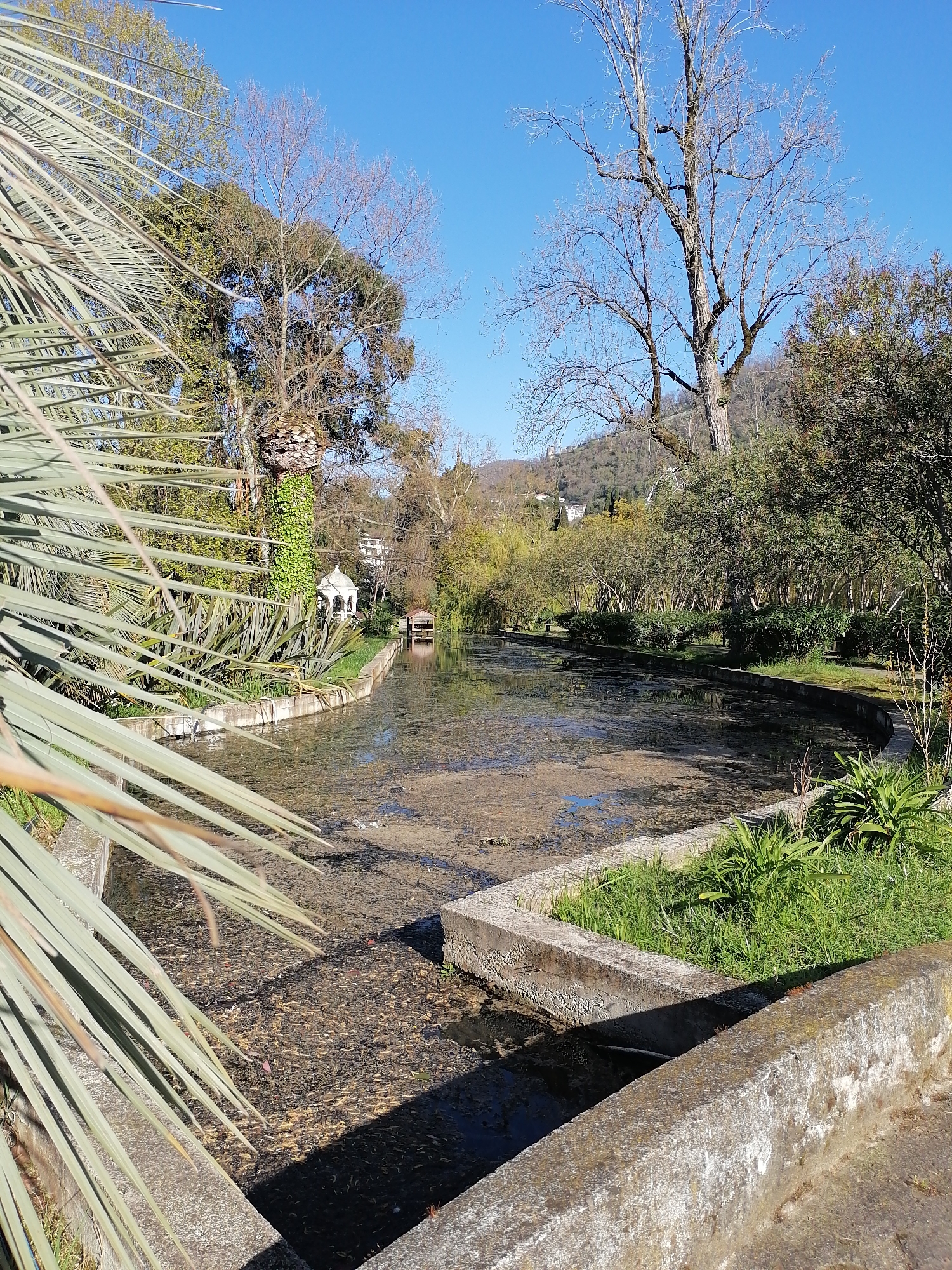 The image captures a serene, sunlit landscape, likely a park or botanical garden, centered around a winding canal or pond with concrete edges. In the immediate foreground on the left, a large, light-green palm frond partially frames the scene.
The pond's surface is largely covered with still, murky water and what appears to be algae or fallen organic debris, reflecting the bright blue sky in patches. Concrete banks line the water body, with green grass and various plants growing alongside them. Beyond the pond, a path or grassy area follows its curve.
Numerous trees dominate the background. To the left, lush green deciduous and evergreen trees stand tall, one with a thick trunk wrapped in ivy. A prominent, bare deciduous tree with intricate branches is visible against the clear blue sky, suggesting late winter or early spring. In the distance, rolling hills or mountains covered in vegetation can be seen.
Further along the pond, a small, elegant white gazebo or decorative structure with a dome-like roof is visible among the trees, and a small, rustic wooden structure or boathouse sits directly on the water. No people are visible, and no specific activity is taking place, contributing to the tranquil atmosphere.
The time of day appears to be morning or early afternoon, with clear, sunny weather indicated by the bright sky and defined shadows. There is no visible text in the image.