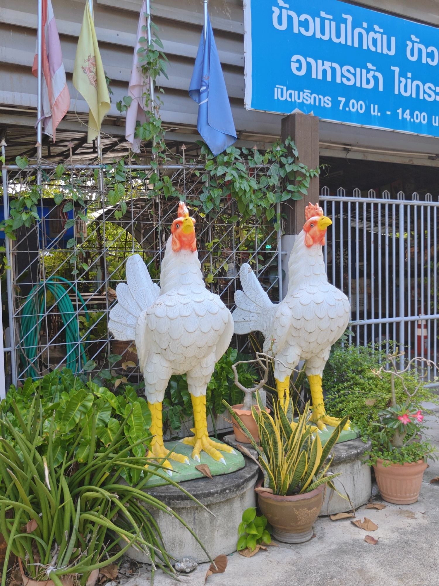 The image captures a scene likely situated in Phra Nakhon Si Ayutthaya City Municipality, Thailand, in front of a building displaying a blue sign with white Thai text. The sign appears to be advertising a food establishment, possibly a chicken rice restaurant, with text that includes "ข้าว มัน ไก่ ต้ม" (Khao Man Gai Tom - boiled chicken rice) and "อาหารเช้า" (Ahan Chao - breakfast), along with operating hours from 7:00 AM to 2:00 PM.
Dominating the foreground are two large, white, decorative chicken statues with bright yellow legs and orange-red combs and wattles. They stand side-by-side on a grey concrete base, adorned with vibrant green plants and foliage. To the left, a coiled green garden hose is visible behind a metal fence, partially obscured by the plants. In the background, a series of vertical metal bars forms a fence, and further back, what appears to be the exterior wall of a building is visible, along with four flags of various colors (pink, yellow, pale pink, and blue) hanging from poles. The ground is a concrete surface, scattered with dry leaves. The overall impression is an outdoor area of a commercial establishment, likely a restaurant, decorated with a rustic and whimsical theme.