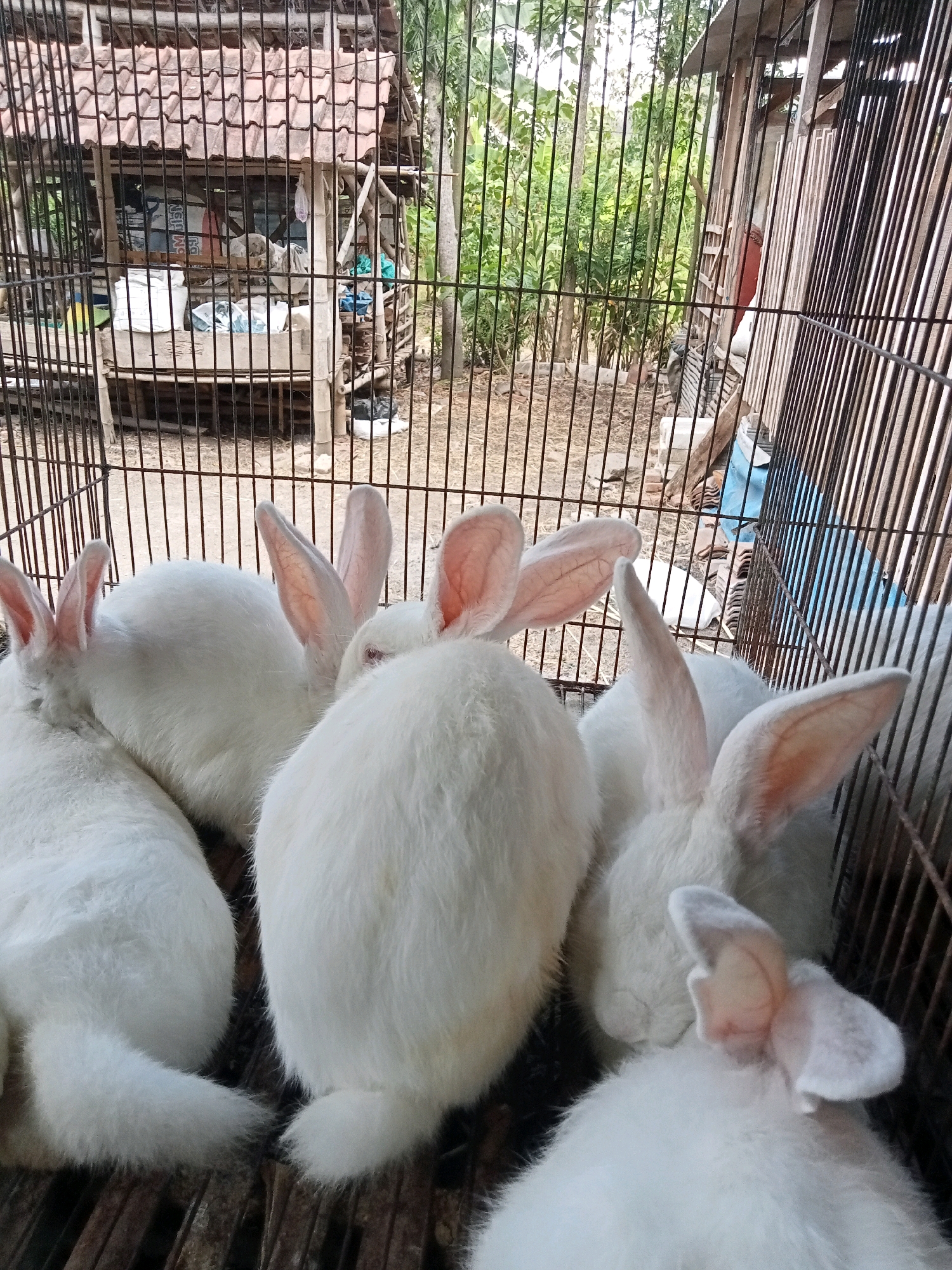 In Trenggalek, Indonesia, a group of white rabbits are housed in a wire cage. The cage appears to be constructed from metal bars and has a wooden or bamboo floor. Behind the cage, a rustic structure with a tiled roof is visible, suggesting it may be a shed or small building. The surrounding environment is lush and green with trees and foliage. The rabbits are clustered together, with some appearing to be sleeping or resting. Their white fur is soft and fluffy, and their long ears are prominent. The overall scene depicts a rural setting where rabbits are kept, possibly for farming or as pets.