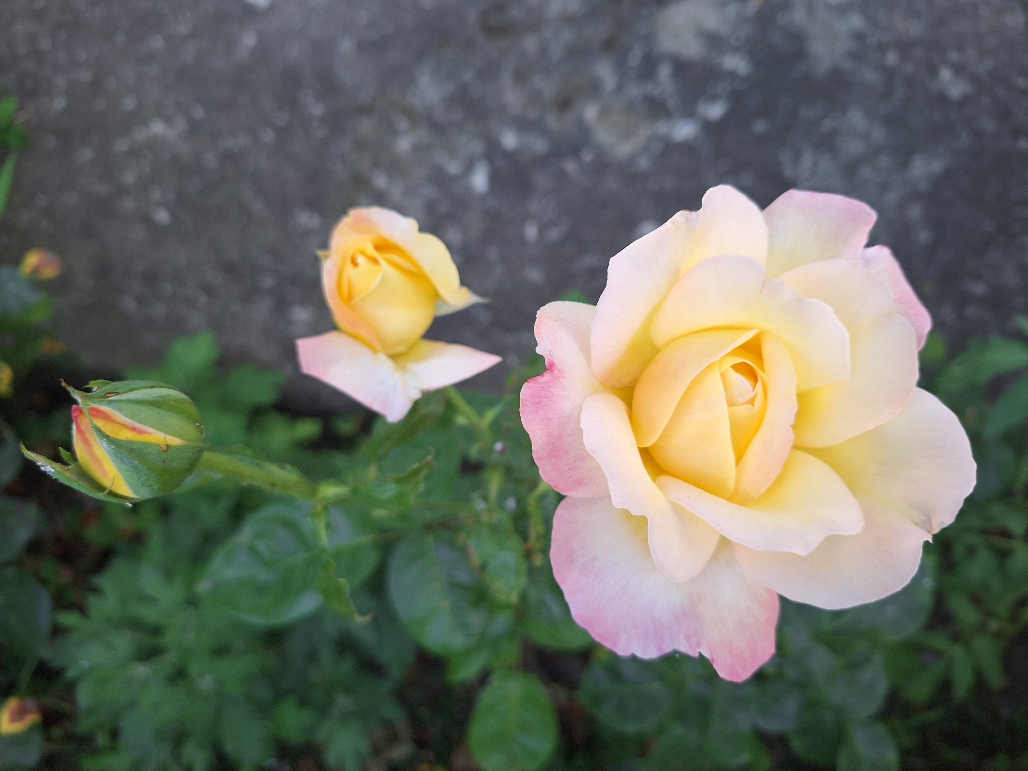 A close-up, high-angle shot captures a budding rose and two blooming roses against a blurred background of green foliage and grey concrete. The primary subject, a fully bloomed rose in the foreground, displays soft yellow petals with delicate pink edges, unfurling in a spiral pattern. To its upper left, a smaller, partially bloomed rose shares a similar color palette. Above and to the left of these, a rosebud is visible, its green sepals tinged with yellow and red at the tip. The overall impression is one of delicate floral beauty. The image location is not determinable from the visual information provided.
