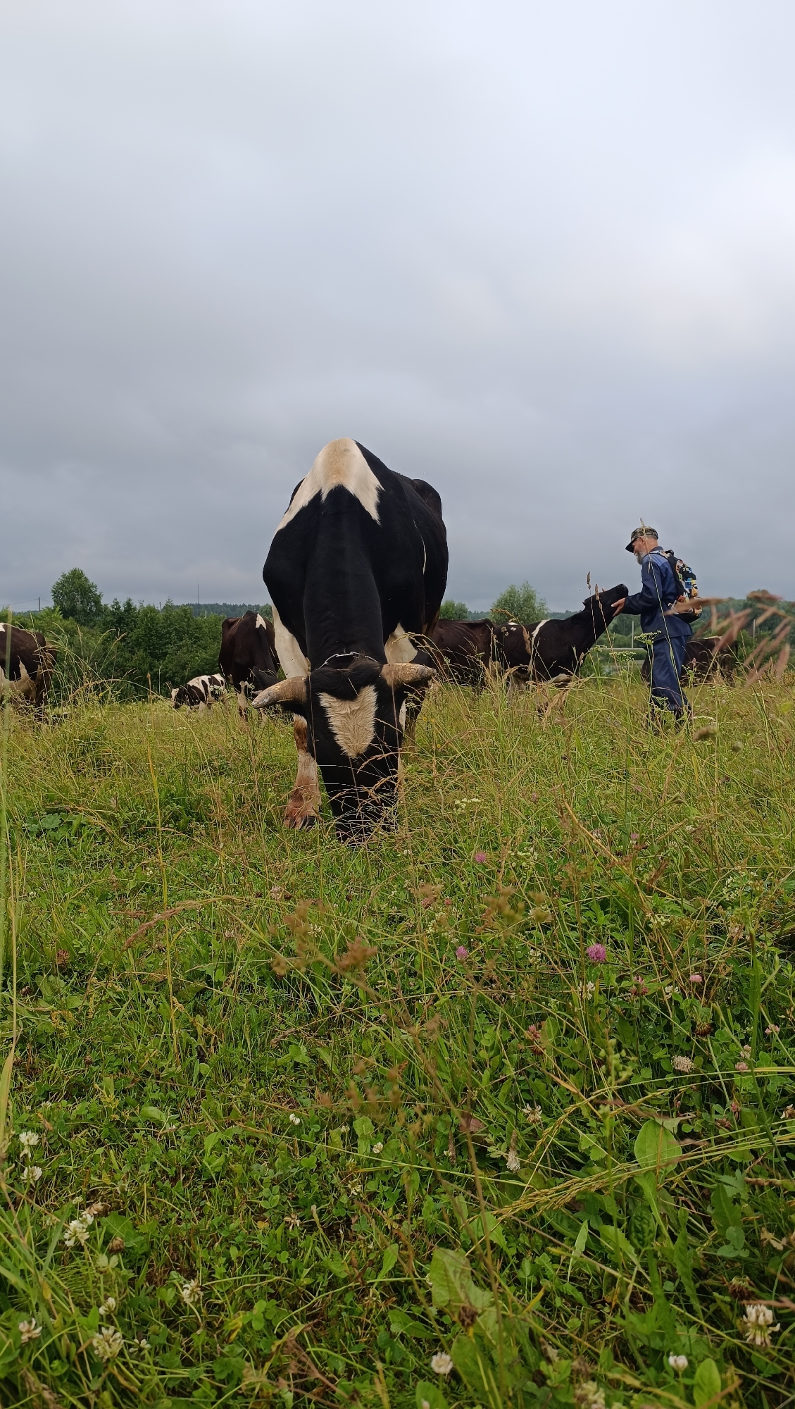 The image depicts a herd of cows grazing in a field of green grass under an overcast sky. The foreground is dominated by tall, dry grasses, obscuring the lower bodies of some of the cows. A large black and white cow with horns is prominently featured in the center, lowering its head to graze. Behind it, other cows of similar coloration are scattered throughout the field. To the right, a person wearing a dark blue outfit, a cap, and a backpack is interacting with one of the cows, extending a hand towards its head. The background consists of a treeline and a hazy horizon. The scene is likely a rural pasture.