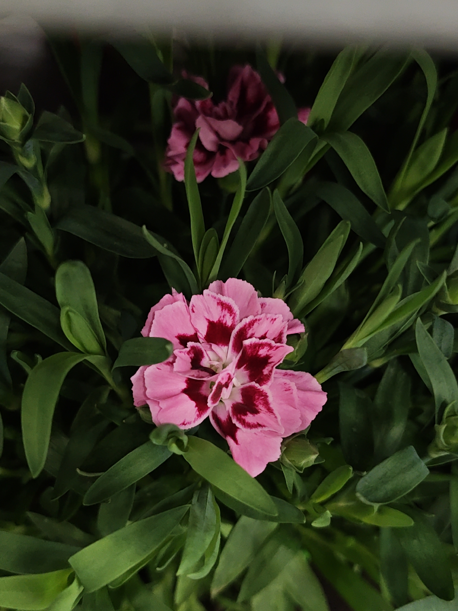 The image shows a close-up of a pink and maroon carnation flower surrounded by green leaves. Another flower, out of focus, is visible in the background. There is no indication in the image that suggests the location as the city of Vinnytsia, Ukraine, or any other city for that matter. The scene is a detailed view of the flower and its foliage.