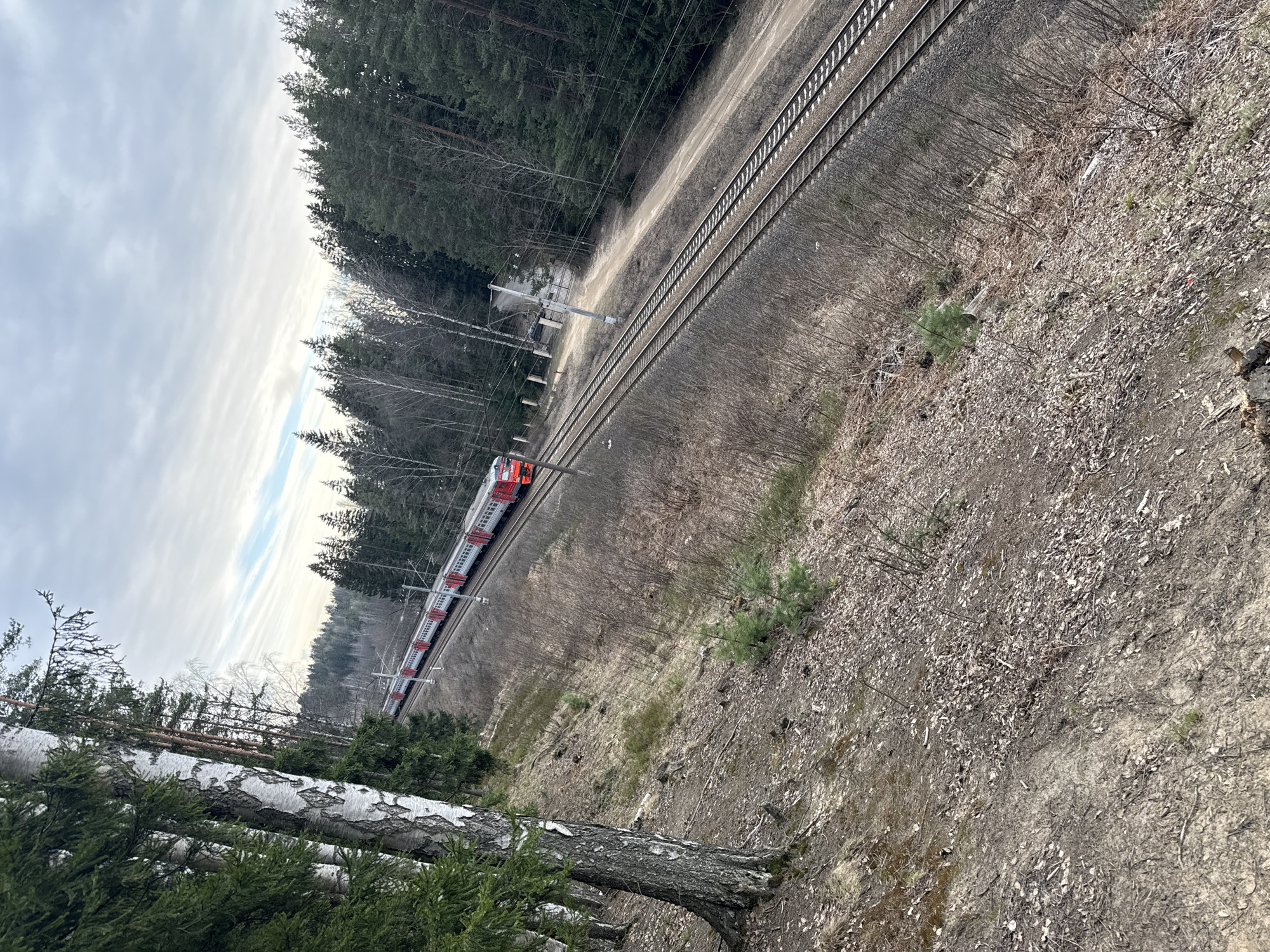The image depicts a train moving along a railway track in what appears to be a wooded area. The train is red and white, and the tracks run through a landscape consisting of trees and foliage. The sky is overcast. The location is suggested as Toksovo, Russia. The image is angled, showing a view from a high vantage point overlooking the train and surrounding environment. The foreground includes natural elements like fallen leaves and tree trunks.