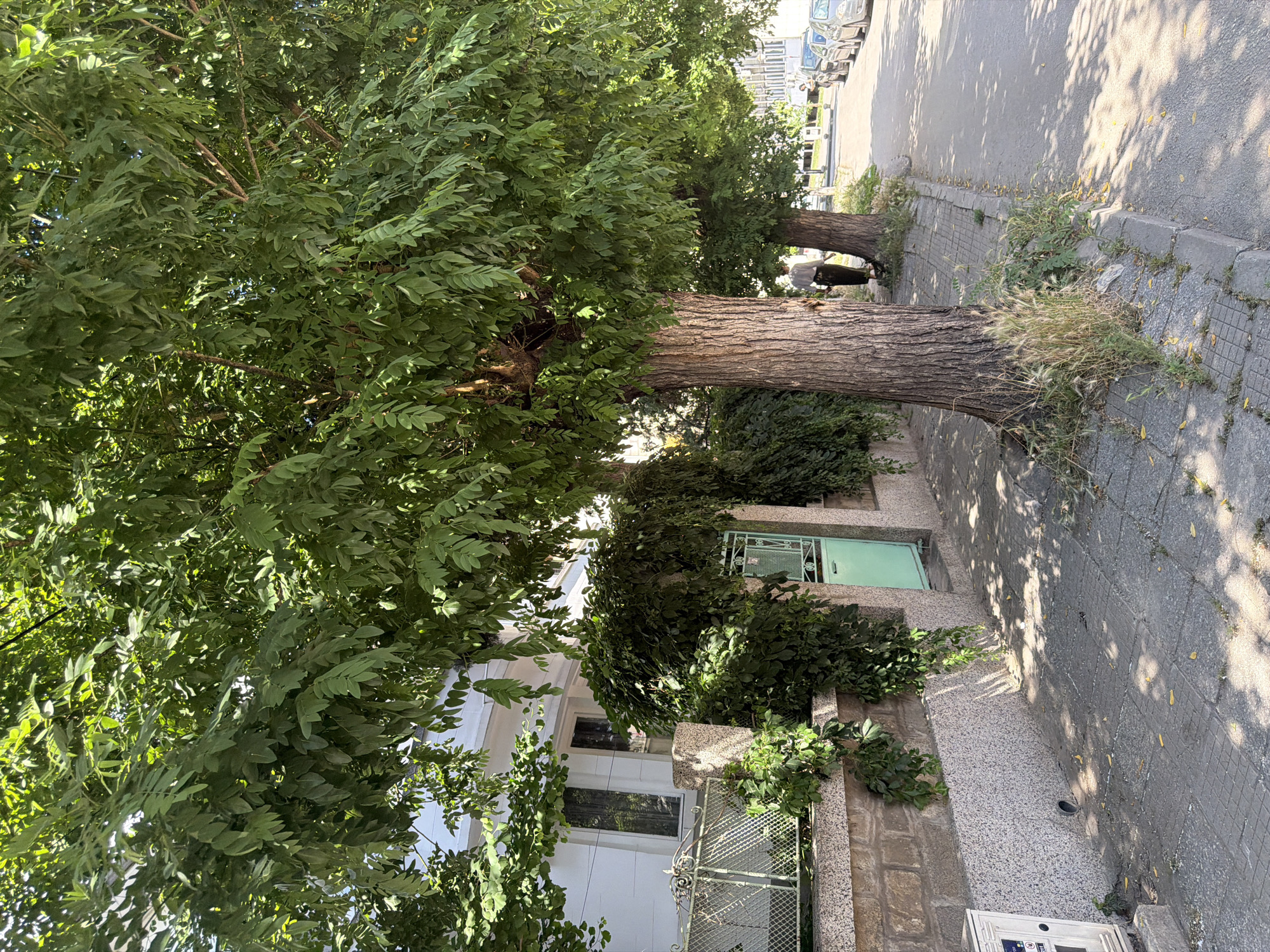 The image depicts a street scene in Pazardzhik, Bulgaria, on a sunny day. In the foreground, a sidewalk runs alongside a street lined with mature trees that cast dappled shadows on the pavement. The sidewalk is paved with square concrete tiles. To the left of the sidewalk, a stone wall with a decorative metal fence separates the street from a white building with windows. Lush green foliage spills over the wall in some areas. A light green metal gate is visible on the right side of the wall.
Further down the street, two individuals are walking. One person, wearing a light-colored shirt and dark pants, is walking away from the camera, accompanied by a small dark-colored dog. Several cars are parked along the right side of the street. The buildings in the background are low-rise structures. The overall impression is a quiet residential or commercial street in a European city.