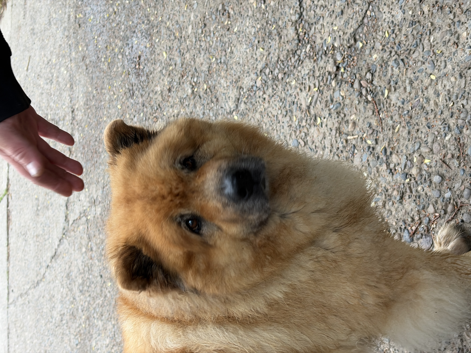 The image, oriented on its side, features a light brown or tan dog interacting with a human hand on an outdoor, pebbled ground surface.
The primary subject is a fluffy dog, likely a Chow Chow or a similar breed, positioned across the lower right and center of the frame. Its dense, tan-colored fur covers most of its body. The dog's head is tilted upwards, looking directly at the viewer with dark, calm eyes and a black nose. Its ears are small and rounded, partially obscured by the fur.
In the upper left quadrant, a human hand with visible fingers is extended towards the dog, suggesting an interaction like petting or reaching out. The person's arm, covered by a black sleeve, is partially visible.
The setting appears to be outdoors on a sunny day, indicated by the bright lighting and soft shadows. The ground is a coarse, light gray concrete or asphalt mix, speckled with small pebbles, dirt, and a few scattered yellowed leaves and small twigs. The overall impression is one of a friendly, gentle interaction between a human and a pet in an outdoor environment. No visible text is present. The location context for this image is Chaikovsky, Russia.