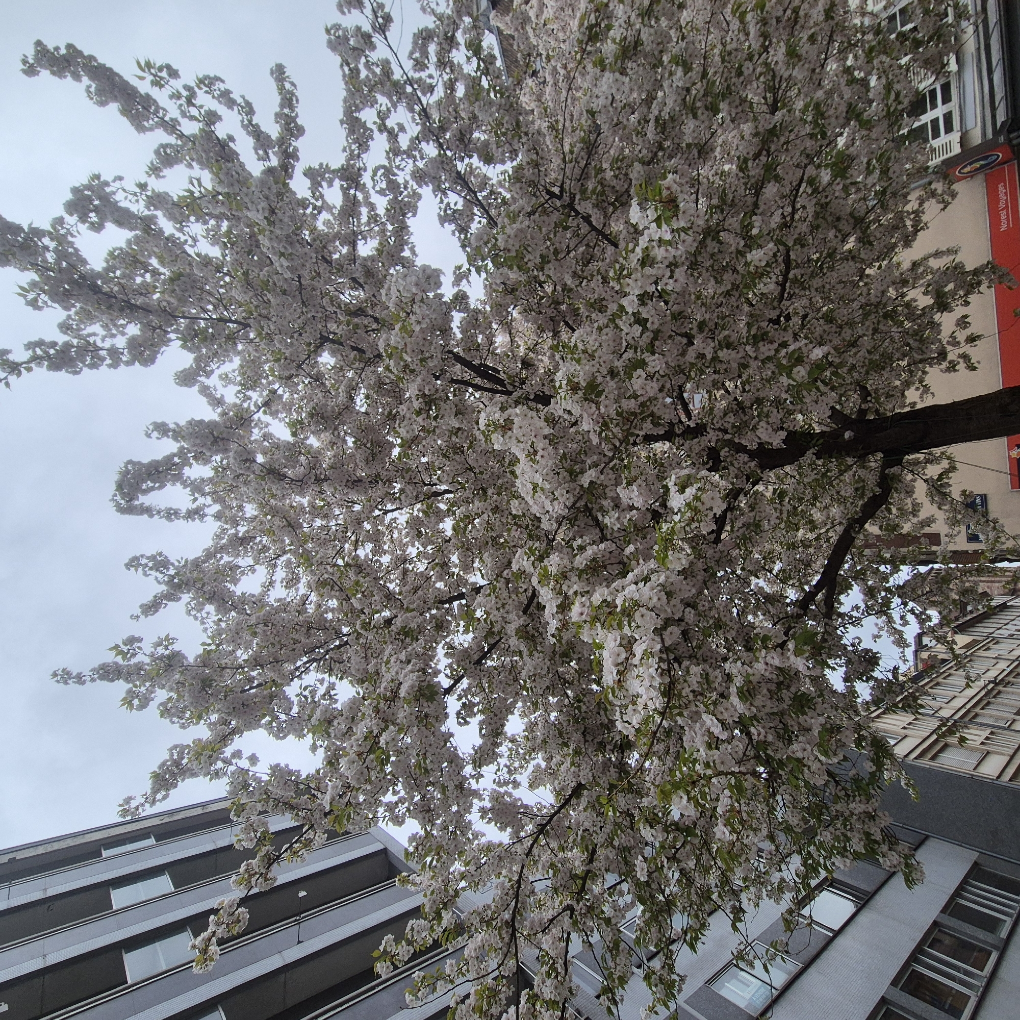 An eye-level, slightly rotated shot looking up at a tree in full white bloom. The trunk is partially visible, branching out into a dense canopy of flowers. Buildings are visible behind and to the sides of the tree, hinting at an urban setting.
Based on building architectural style and signage, the location can be identified as Strasbourg, France.