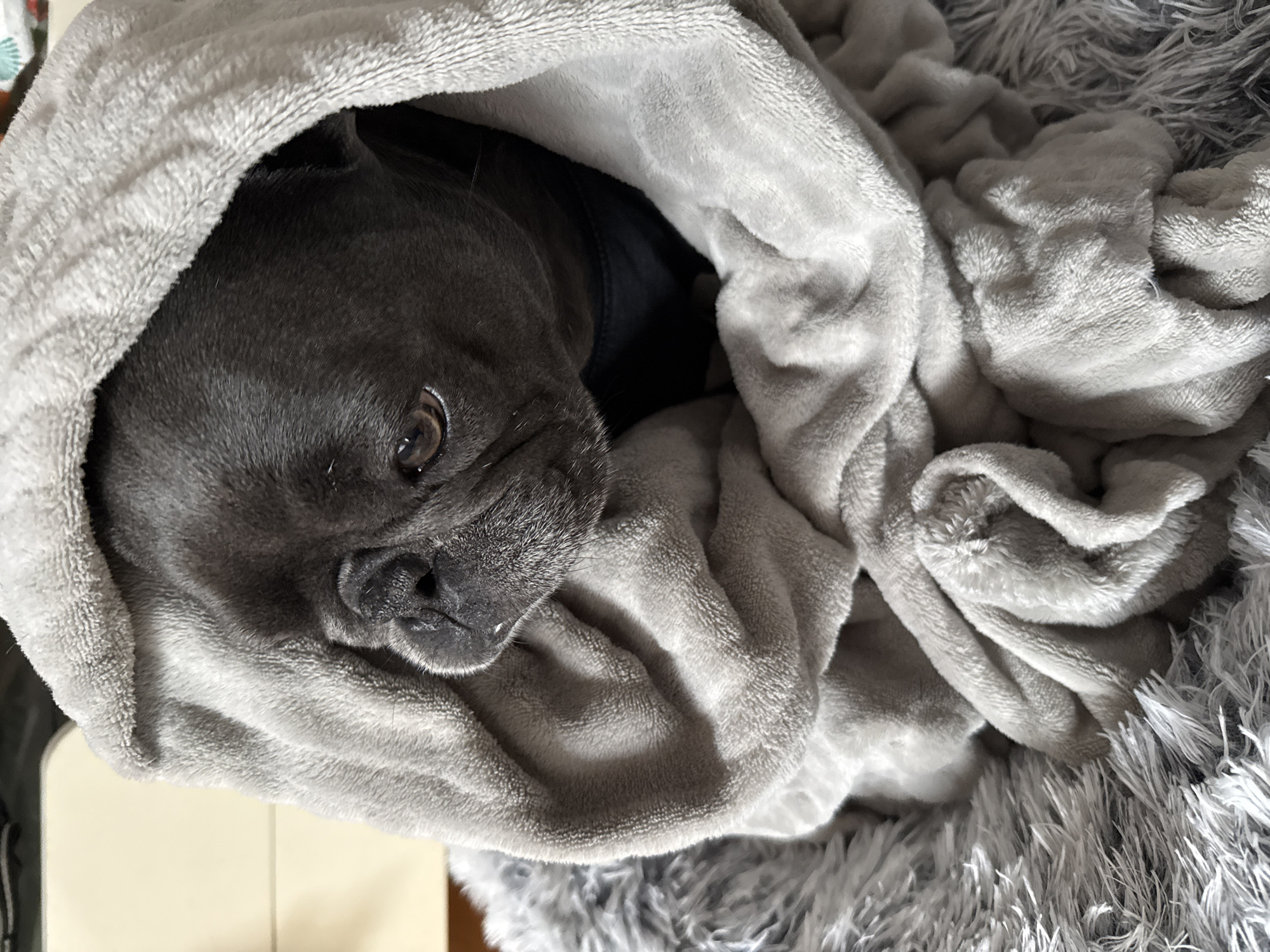 A French bulldog is wrapped in a soft, grey blanket, its head peeking out from under the fabric. The dog is lying on a fluffy, grey dog bed. The background appears to be an indoor setting, possibly a bedroom, with a light-colored wooden surface visible. The image does not contain any information about the city of Wrocław, Poland.