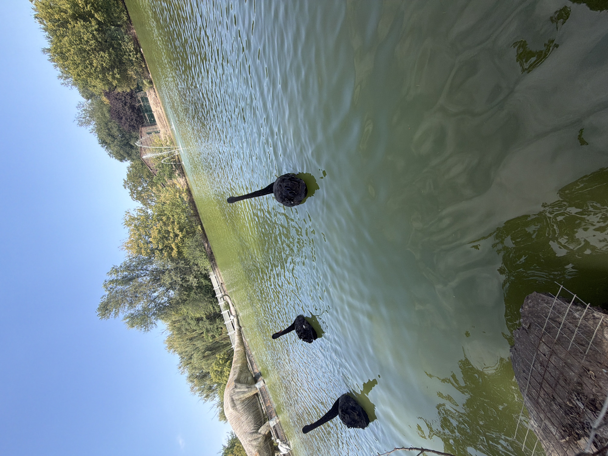 Three black swans swim in a green body of water. In the background, a large dinosaur statue is visible on the left side of the frame. Behind the dinosaur statue, a white fence runs along the edge of the water, with trees and a building with a fountain beyond it. The sky is clear and blue. The image was taken in Rostov-on-Don, Russia.