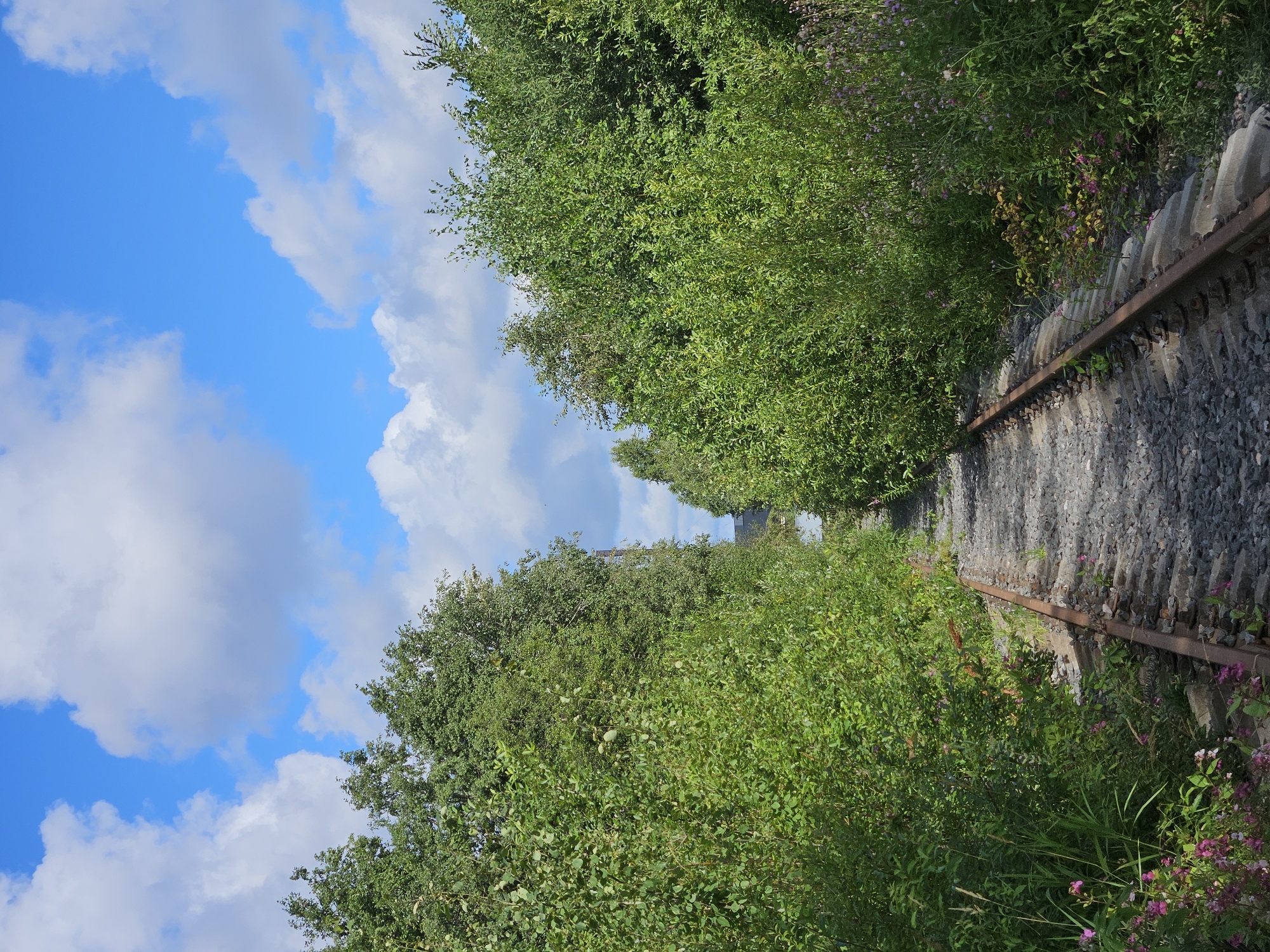An abandoned railway track runs through a dense, overgrown landscape. The tracks are made of rusted metal and are covered in gravel. On either side of the tracks, thick green foliage with some scattered wildflowers has grown, obscuring what lies beyond. The sky above is a vibrant blue, dotted with fluffy white clouds. The scene appears to be in a rural or semi-rural setting, suggesting a disused industrial area or a forgotten path. There are no people or animals visible in the image.