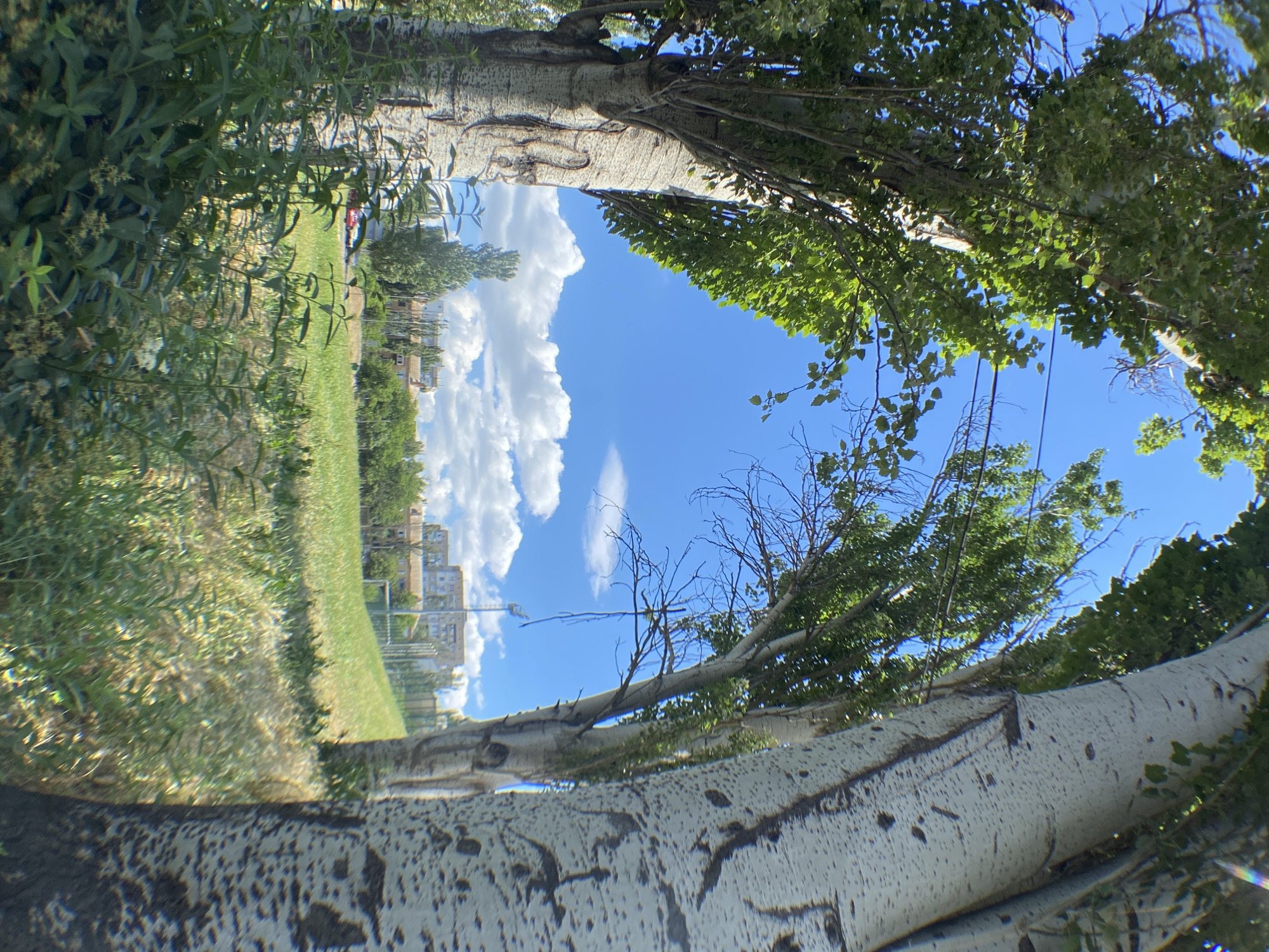 The image shows a view through two large trees with white, mottled bark, framing a bright blue sky with scattered white clouds. Green foliage from the trees overhangs the scene, and lower down, tall green grass and other vegetation are visible in the foreground. In the middle ground, a grassy slope leads up to some buildings, a fence, and a lamppost. A red vehicle is partially visible on a road behind some trees on the left side of the frame. The scene appears to be an outdoor urban or suburban park area on a sunny day. There are no people visible in the image.