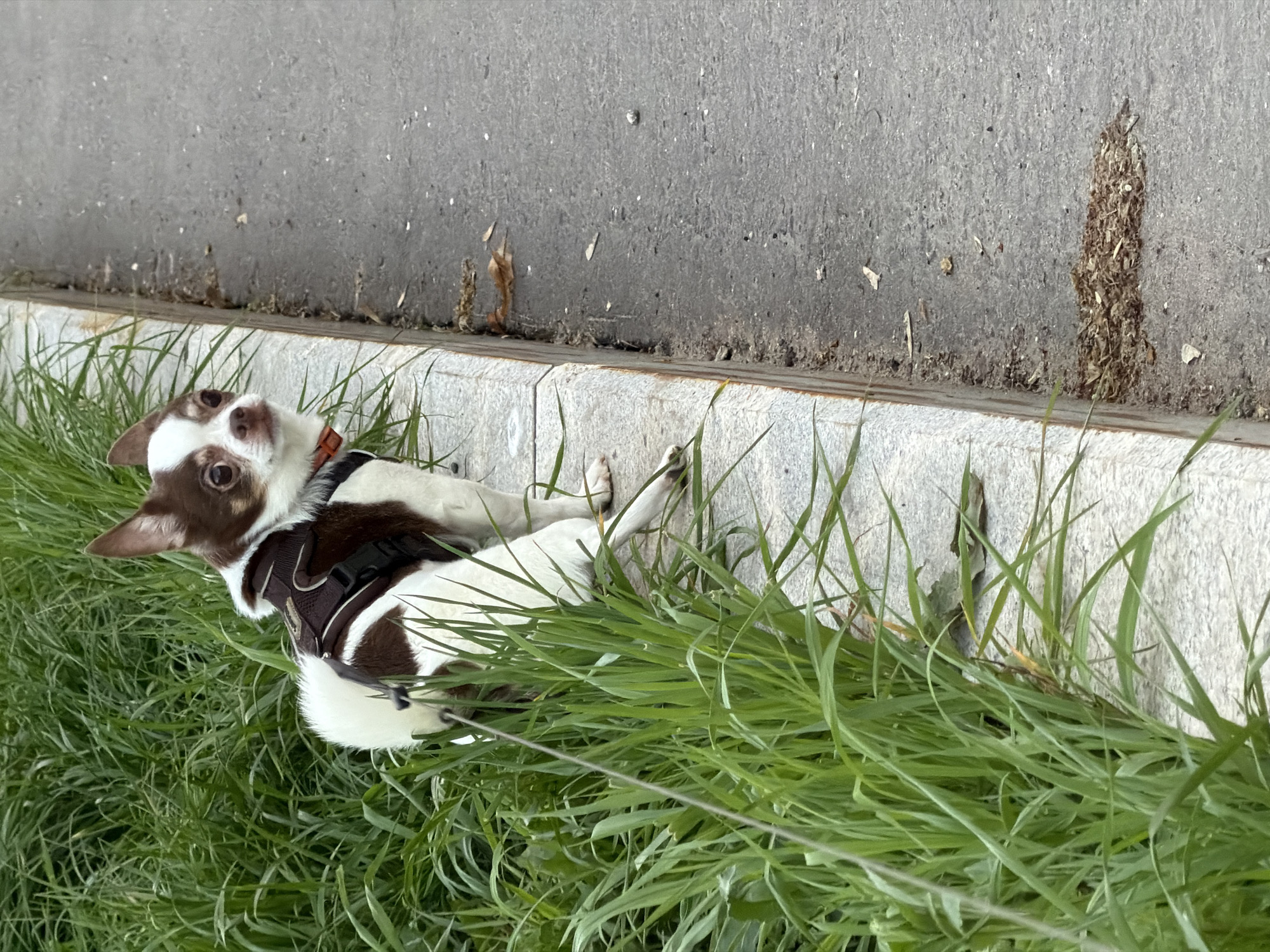 A small, brown and white dog with a black harness lies in tall green grass adjacent to a concrete curb and a gray concrete surface. The photo was taken at ground level, capturing the dog's upward gaze. The location is Moscow, Russia.
