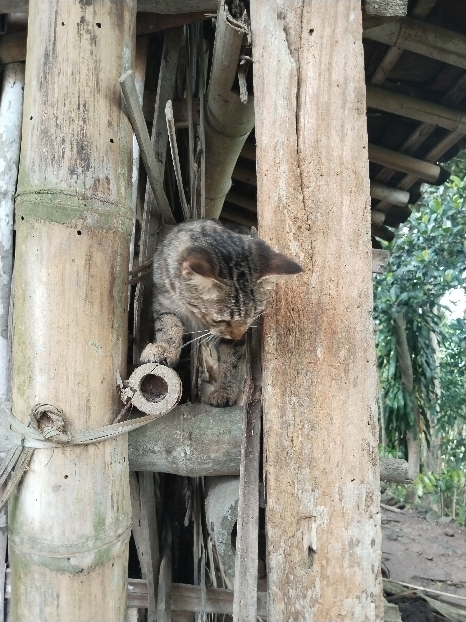 A cat is seen perched on a structure made of bamboo and wood. The structure appears to be a frame or support, likely part of a building or shelter. The setting is outdoors, with trees and vegetation visible in the background, suggesting a rural or natural environment. The cat is looking down.