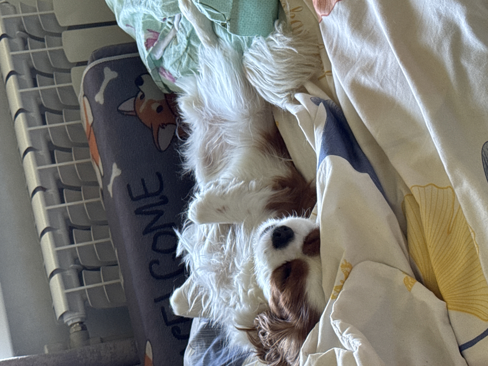 A King Charles Spaniel dog sleeps on its back on a bed with its paws in the air. The dog has brown and white fur and appears to be resting comfortably amidst rumpled white sheets and a blue and white patterned pillow. In the background, a radiator and a pillow with a corgi pattern and the word "WELCOME" are visible. The scene is indoors, likely in a bedroom.