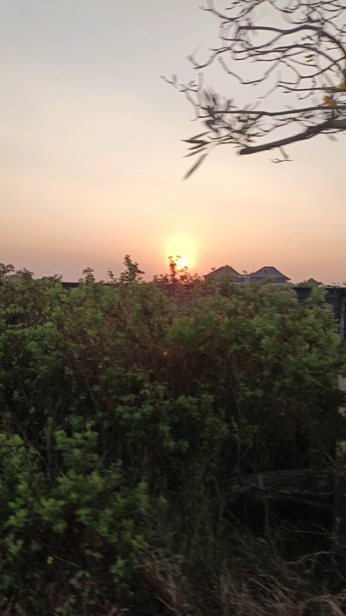 The image shows a sunset over a densely vegetated area, possibly a park or a natural reserve, with some buildings visible in the background. The sun is a bright orange orb peeking through the trees, casting a warm glow on the sky, which is a gradient of soft oranges and yellows. The foreground is dominated by lush green foliage, with trees and bushes forming a thick canopy. Some bare branches of a tree are silhouetted against the sky in the upper right corner. The buildings in the distance appear to be residential or possibly commercial, with distinctive rooflines. The overall impression is one of natural beauty and tranquility. While the image does not explicitly state its location, the mention of Jepara, Indonesia suggests this scene might be representative of the natural landscapes found in that region, known for its coastal beauty and green spaces.