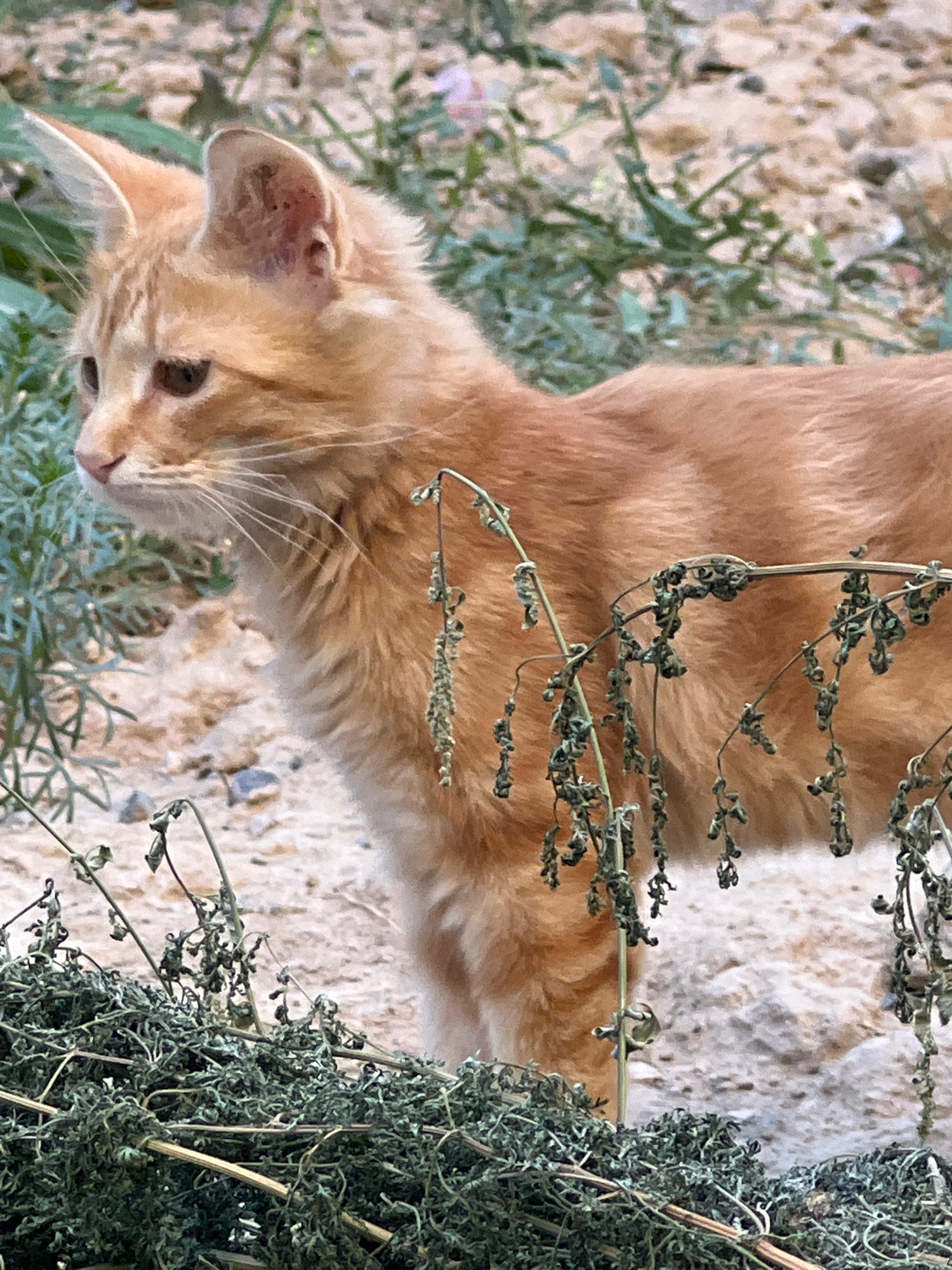 An orange tabby kitten stands in a dry, outdoor environment, likely in the city of Unknown, Unknown. The kitten is facing left, with its head turned slightly upwards and to the left, as if looking at something. Its fur is a light orange color with subtle tabby markings visible on its face and body. The kitten's ears are pointed upwards and appear large for its head. Its eyes are a light brown color. In the foreground, dry, green plant matter and thin, dried branches obscure the kitten's legs and lower body. In the background, the ground appears to be sandy or dusty with small pebbles and rocks. There are also patches of green vegetation visible in the background, suggesting a dry, arid climate. The lighting indicates it is daytime, with soft shadows suggesting an overcast or early morning/late afternoon sun.
