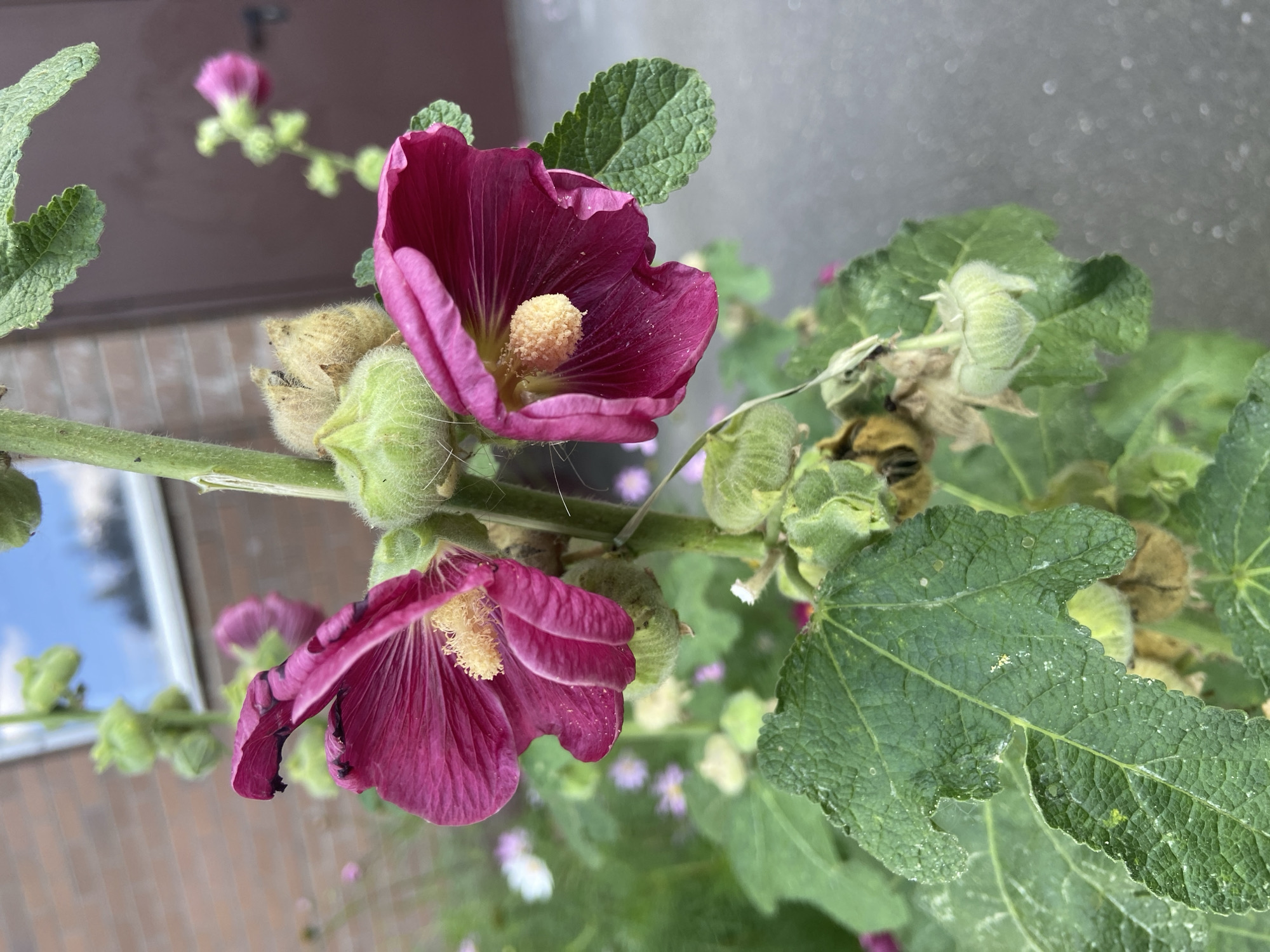 This is a close-up, eye-level, vertical outdoor photograph of several blooming pink hollyhocks in Balashikha, Russia. The hollyhocks are in various stages of bloom, with two prominent pink flowers in the foreground, displaying delicate yellow stamens. Several green buds are visible, some covered in soft, fuzzy hairs. The leaves are large, dark green, and textured, with some showing signs of wear and tear. In the background, a brick wall and a dark brown door are visible, suggesting a residential or garden setting. The overall lighting indicates it is daytime, with natural sunlight illuminating the flowers and foliage. The bokeh effect in the background suggests the camera's focus is on the hollyhocks.