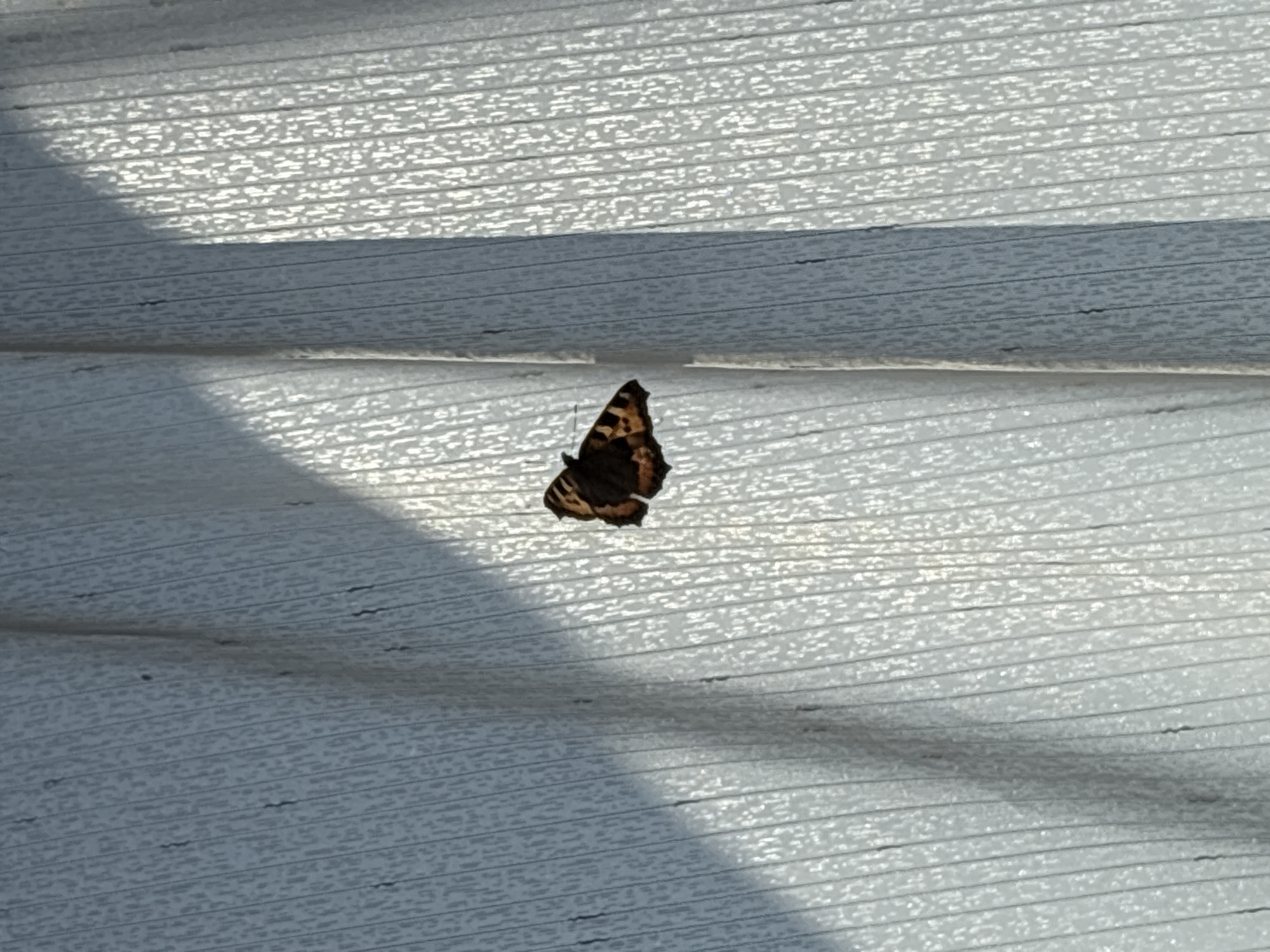 A butterfly with dark brown and orange wings is perched on light grey horizontal siding. The siding appears to be on a building. A shadow is cast across the siding, obscuring some of the texture. The location is Прикамский, Russia.