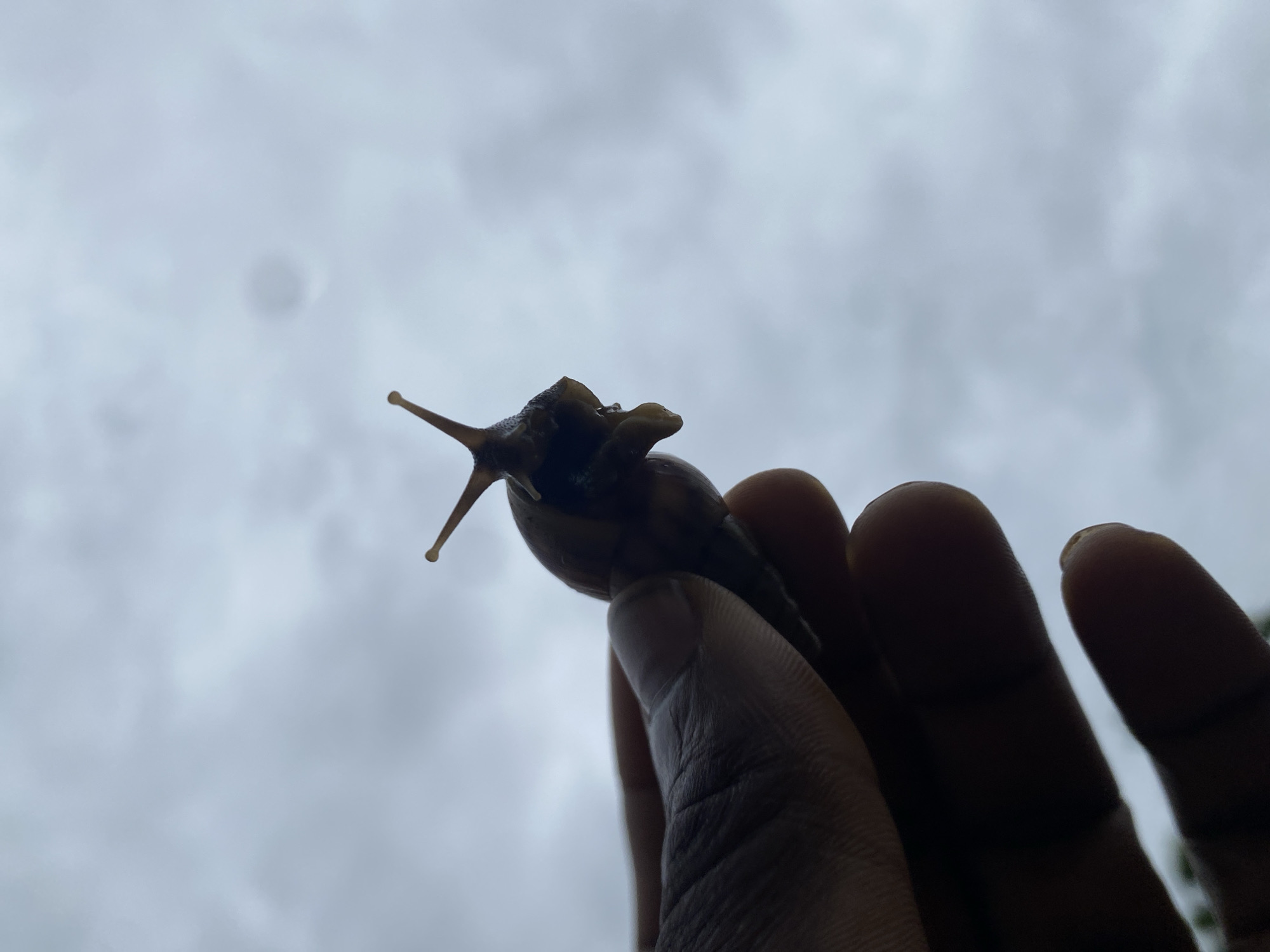 A low-angle shot shows a hand holding a snail against a cloudy, overcast sky. The snail, positioned at the center, is dark in color and appears to be of a type found in Nigeria; the location is assumed based on the user's request. The hand is partially obscured by the silhouette effect, making its features indistinct. The background sky is filled with gray clouds, suggesting potentially rainy weather.