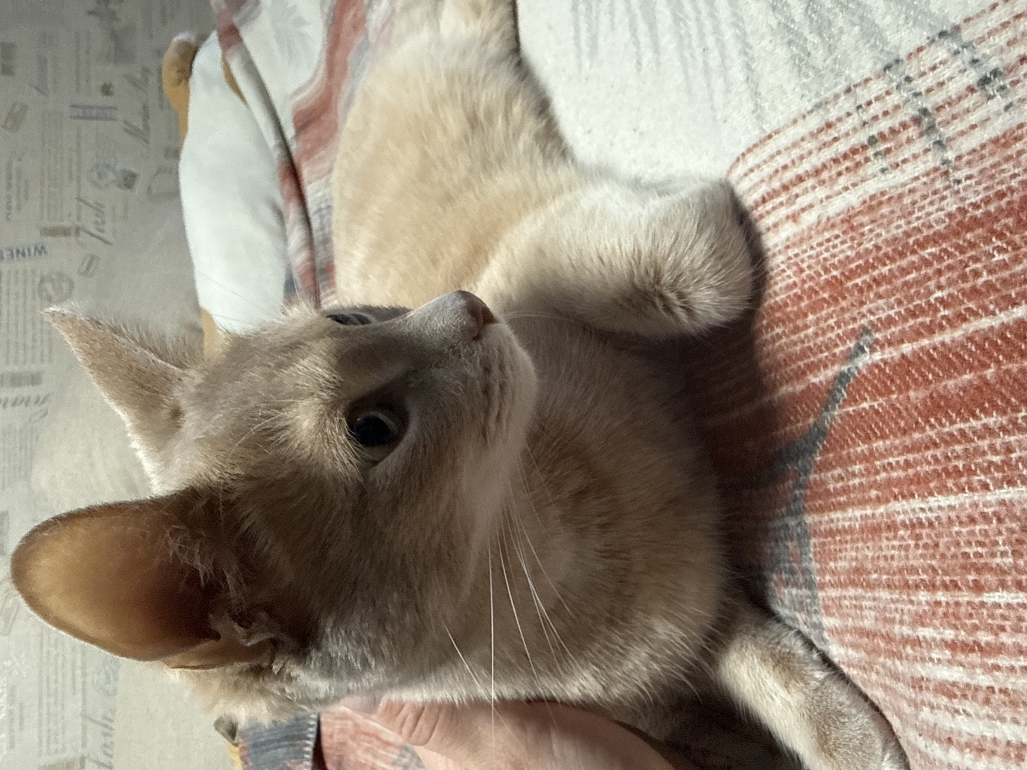 A beige cat lies on a patterned blanket, seemingly indoors. The location is Chaikovsky, Russia, based on contextual information not visually present in the image.
