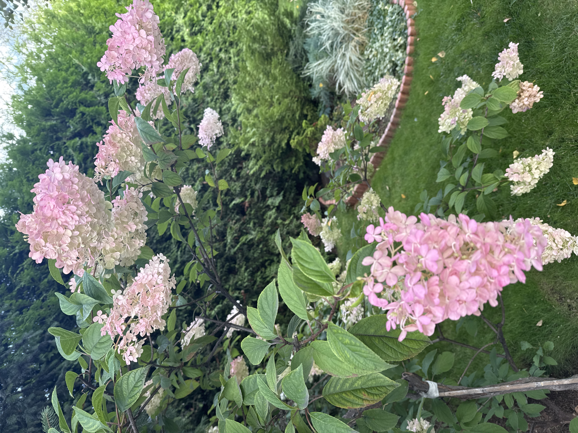 The image depicts a garden scene in Sary-Oy, Kyrgyzstan. In the foreground, a large bush with clusters of pink and white hydrangea flowers is prominently displayed. The flowers are cone-shaped and appear to be in various stages of bloom, with some transitioning from white to pink. Green leaves are abundant on the bush. A thin wooden stake, wrapped with white tape, is visible on the left side of the frame, supporting part of the plant.
The background shows a well-maintained lawn and a variety of evergreen shrubs and trees, creating a lush, green environment. A decorative border made of reddish-brown material encloses a section of the garden bed with lighter-colored foliage. The sky is not visible in the frame, suggesting the photo was taken from a low to medium angle. The overall impression is that of a peaceful and well-cared-for outdoor space.