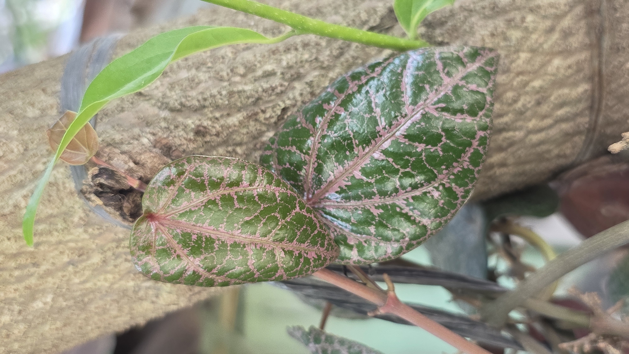 The image shows two leaves of a plant, likely a type of pepper or betel leaf, with a distinct green and pink veined pattern. The leaves are positioned in front of a rough, textured wooden surface, possibly a branch or a tree trunk. Another green stem with small leaves is visible above the main leaves. The setting appears to be outdoors, suggested by the natural light and the organic textures. The image was likely taken in Lhokseumawe, Indonesia.