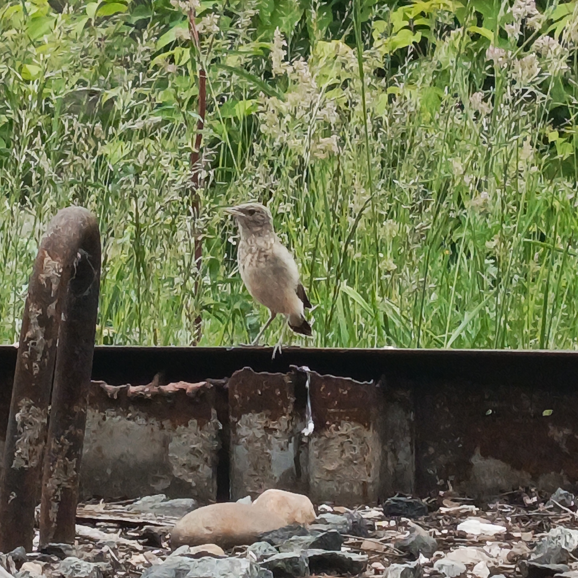 A small, light-brown bird with a pointed beak stands on a weathered, rusty metal surface. The bird is facing left, with its head slightly tilted upwards. Behind the bird, a dense background of green foliage and white wildflowers creates a natural setting. In the foreground, the rusty metal surface is lined with scattered rocks and debris. To the left of the bird, a large, curved, rusty metal pipe or beam is visible. The scene appears to be outdoors, possibly in a natural or semi-natural area within the city of Chaikovsky, Russia, given the presence of man-made debris alongside vegetation.