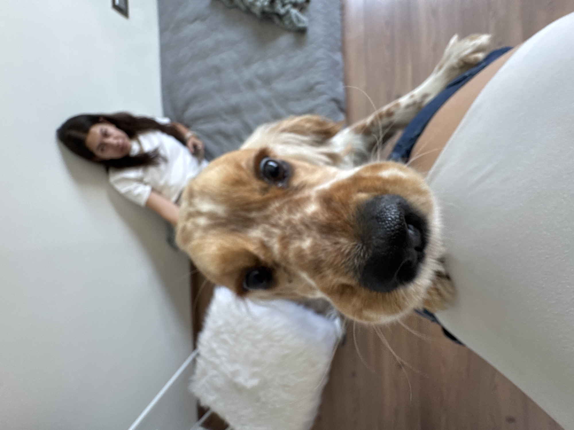 This image presents a rotated, intimate close-up of a domestic scene, primarily featuring a dog. A light brown and white speckled dog, resembling a cocker spaniel, is prominently in the foreground, with its black snout and dark eyes looking directly into the camera. Its face fills a significant portion of the frame, suggesting the photo was taken from a very close, low perspective. A white, fluffy object, possibly a toy or pillow, is partially visible beneath the dog's chin.
In the softly blurred background, a person with long, dark hair, wearing a white t-shirt, is lying down. They are situated against a white wall, appearing relaxed and looking towards the camera. Further back, a gray, textured blanket or bedding is visible, covering what seems to be a bed or sofa. A wooden floor occupies the lower right portion of the frame, and a blurry, dark-framed item hangs on the wall in the top left.
The activity depicted is a casual, affectionate interaction between a pet and its owner, likely a candid moment captured from the owner's perspective while lying down. The dog's expression conveys curiosity or warmth. The focus is sharp on the dog's face, creating a shallow depth of field that blurs the background elements. The overall atmosphere is cozy and relaxed, suggestive of daytime indoors. There is no visible text in the image, and no specific visual cues confirm the provided location context of Heroica Puebla de Zaragoza, Mexico.