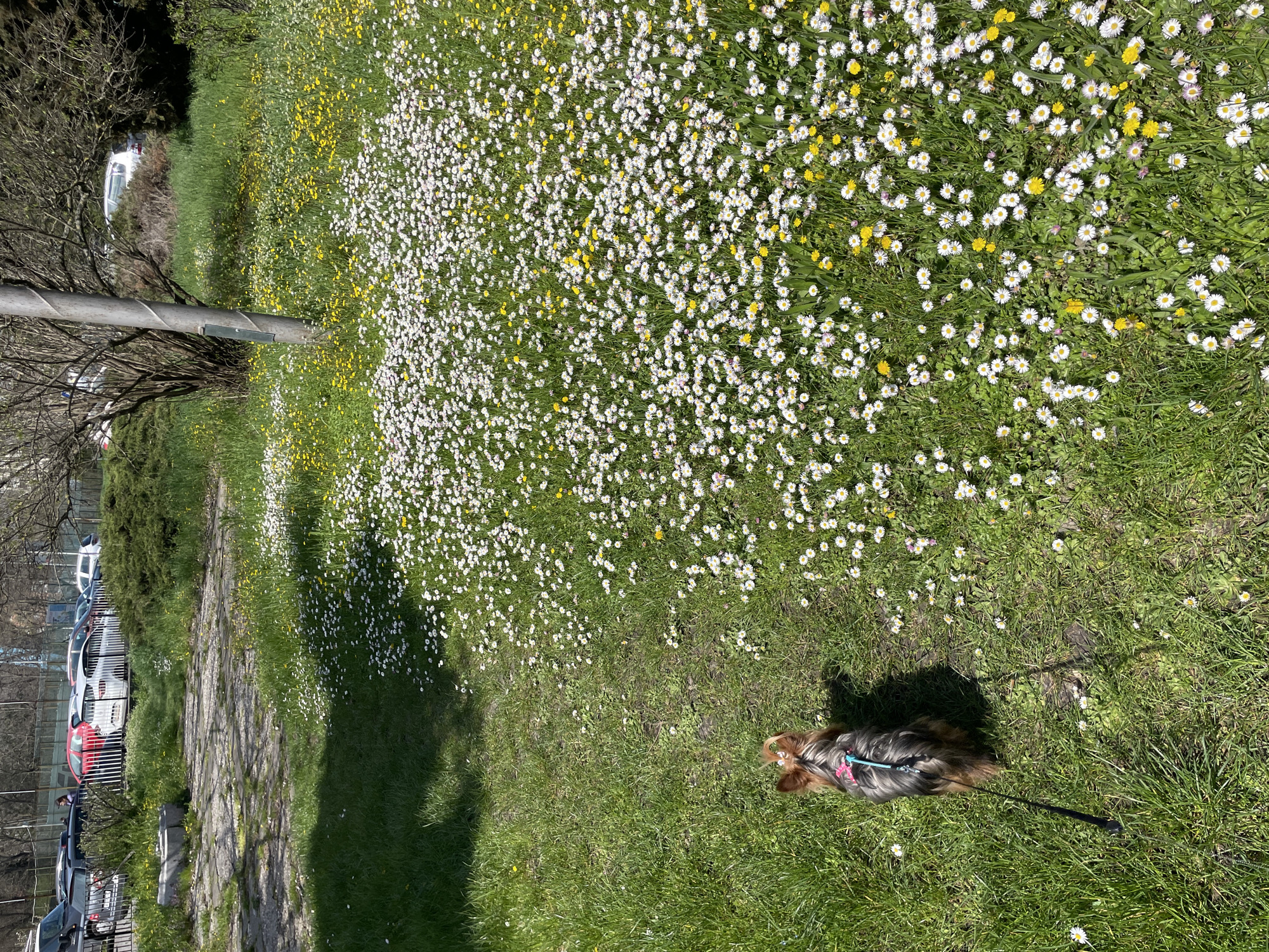 The image shows an outdoor scene likely taken in Burgas, Bulgaria, based on visual cues. A grassy field filled with daisies and some dandelions is a prominent feature. A stone pathway runs alongside the field. A tree trunk is visible in the foreground. A small dog on a leash stands on the grass. In the background, there are cars parked near a building.