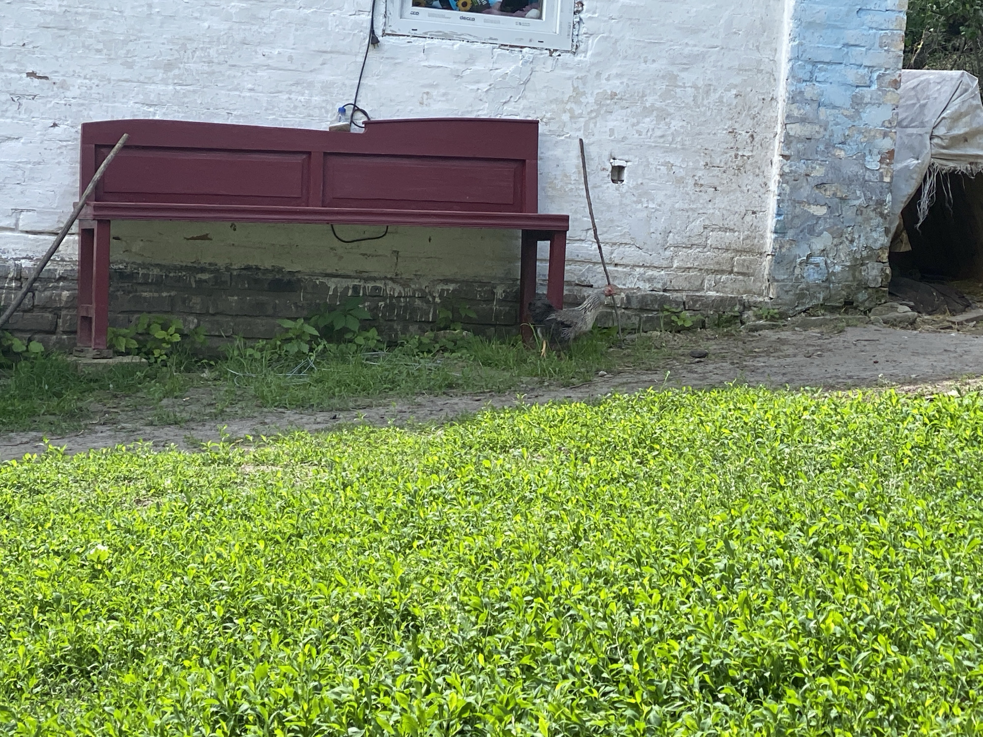 The scene shows a rural yard or garden in Ustyvytsia, Ukraine. The foreground is filled with a dense patch of low-growing, bright green plants. In the mid-ground, against a weathered white brick building, sits a repurposed dark red headboard used as a bench. A long stick leans against the headboard. A chicken stands near the bench. To the right of the bench and the brick building is a blue painted area and a rough shelter made of cloth or tarp. The building has a window at the top.