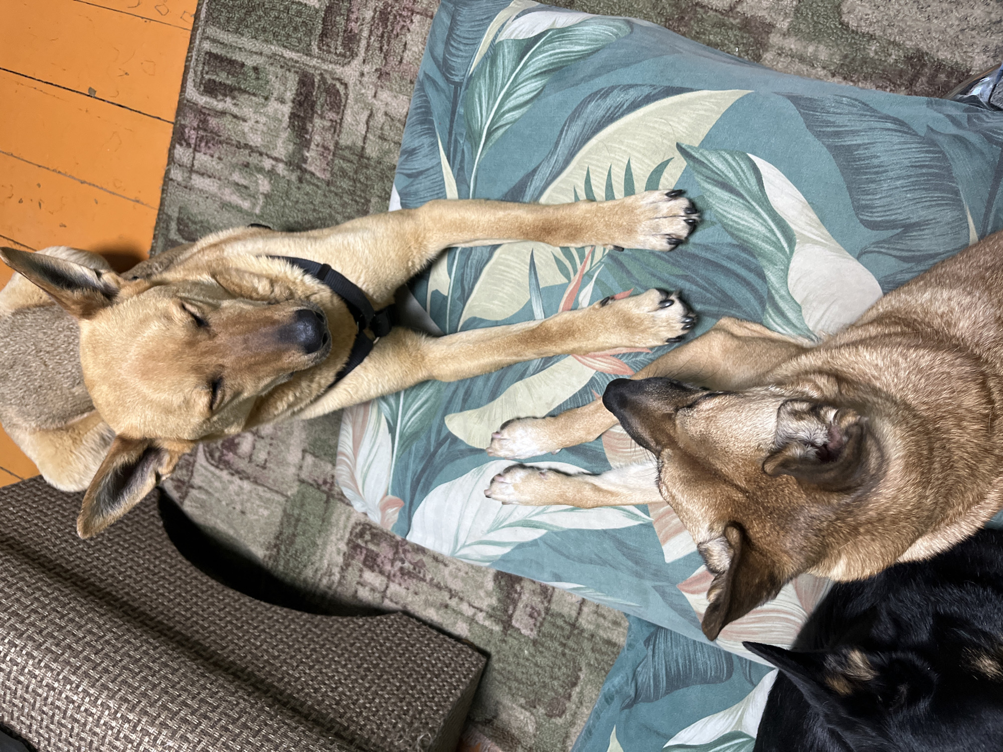 Two brown dogs are resting on a patterned cushion. One dog is wearing a black harness. Part of a black dog is visible at the bottom right corner of the cushion. The cushion sits on a patterned rug. Part of a brown woven pet bed is visible in the lower left. A wooden floor is visible in the upper left. No information is available to associate this image with the city of Nizhny Tagil, Russia.