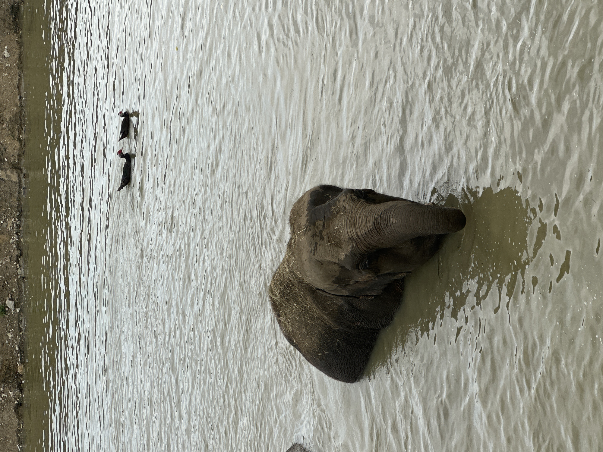 An Asian elephant is partially submerged in muddy water, with its head and trunk visible. The elephant is facing towards the right side of the frame, with its eyes and wrinkled skin clearly discernible. Its back is covered in some dry vegetation, likely hay. In the background, two dark-colored ducks are swimming in the water, creating ripples. The edge of the water features a muddy bank with some scattered stones and sparse green vegetation. The overall scene appears to be a natural or semi-natural environment, possibly a sanctuary or a zoo enclosure. The location is identified as Nizhnyaya Shilovka, Russia.