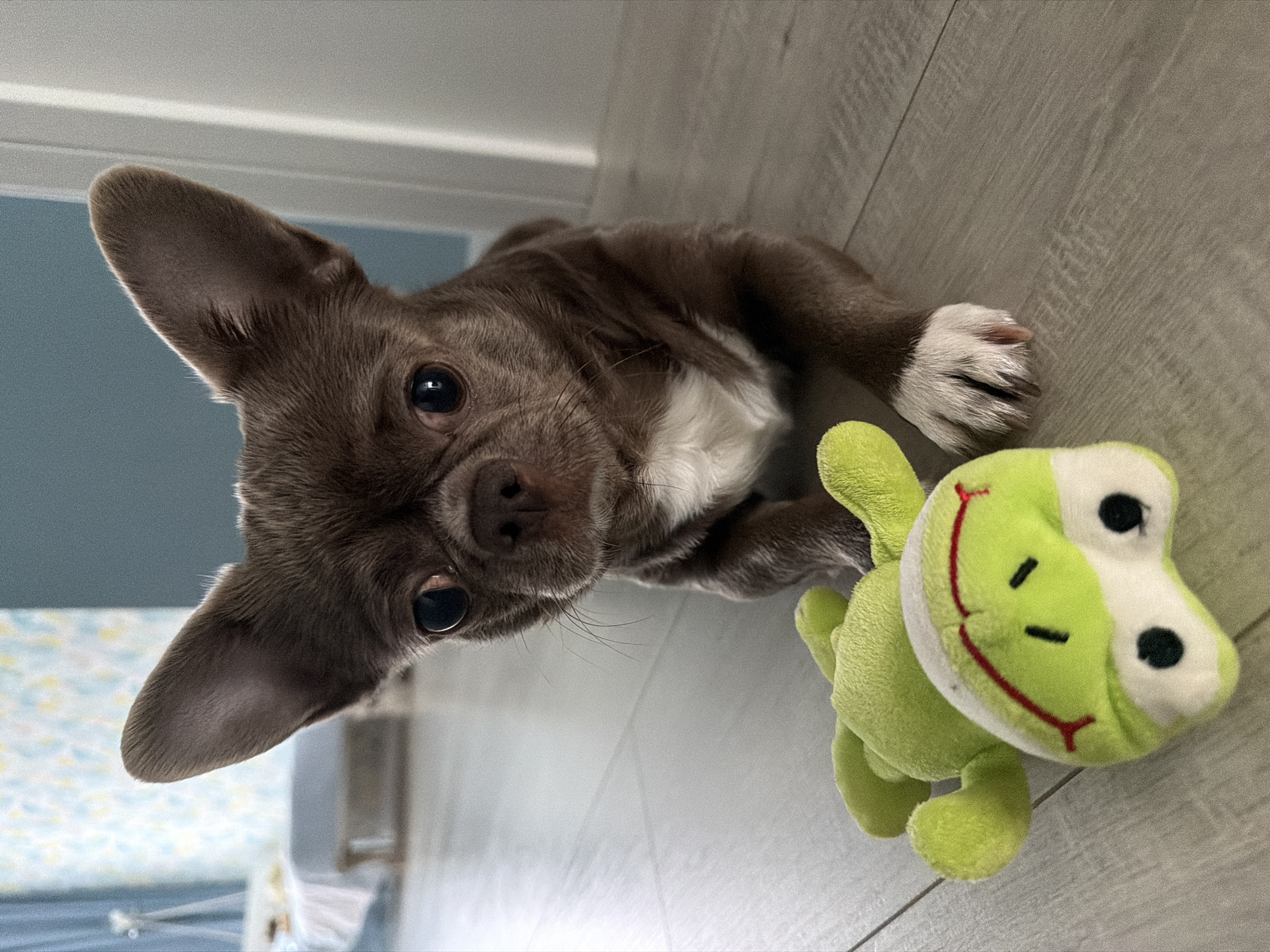 An eye-level, tilted shot captures a small, dark brown and white puppy lying on a light-colored wooden floor indoors. The puppy, likely a Chihuahua or similar small breed, has large, alert ears, dark, curious eyes, and a prominent dark nose. Its fur is a muted brown-grey with distinct white patches on its chest and paws. It gazes directly towards the viewer with an attentive and endearing expression.
Positioned to the puppy's right is a bright green plush toy frog. The frog features large black circular eyes set on a white facial area, a wide red smiling mouth, and small black dashed markings on its green forehead. Its plush body and short limbs are visible as it rests on the floor next to the puppy.
The background consists of a light grey or blue wall with a white baseboard visible along what would be the bottom edge of the wall if the image were un-rotated. The wooden floor exhibits a subtle grain pattern. The overall lighting is soft and even, suggesting an indoor setting during the daytime. The image appears to be rotated approximately 90 degrees counter-clockwise from its natural orientation. This charming scene, capturing a moment of a pet with its toy, takes place in Votkinsk, Russia.