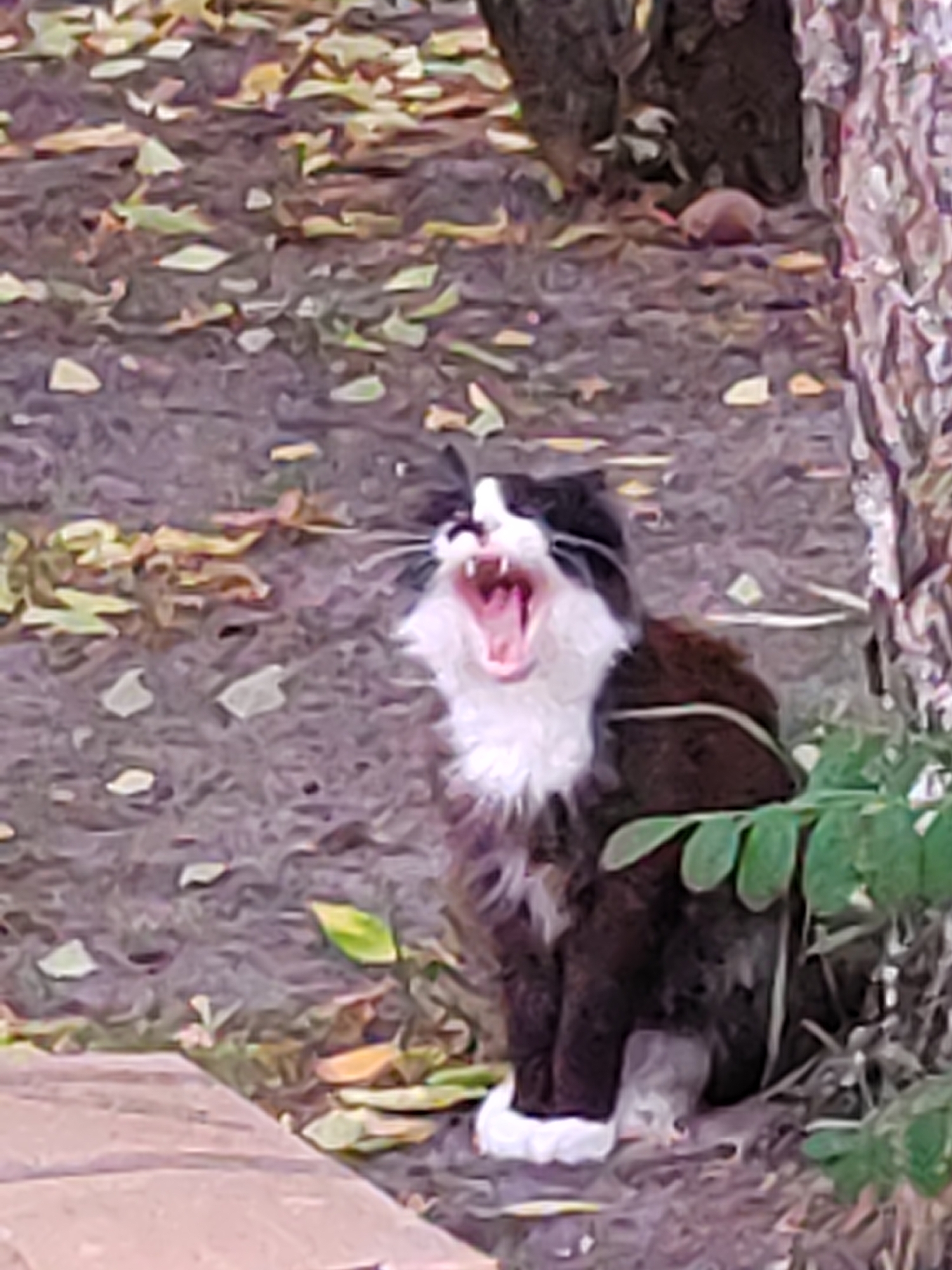 The image captures a black and white cat with its mouth wide open in a yawn or vocalization. The cat is sitting on the ground, surrounded by fallen leaves and dirt. A tree trunk is visible to the right of the cat, with some green foliage in the foreground. The lighting suggests it is daytime, possibly outdoors. There are no people or other animals visible in the image. The scene is not identifiable as being in the city of Brest, Belarus.