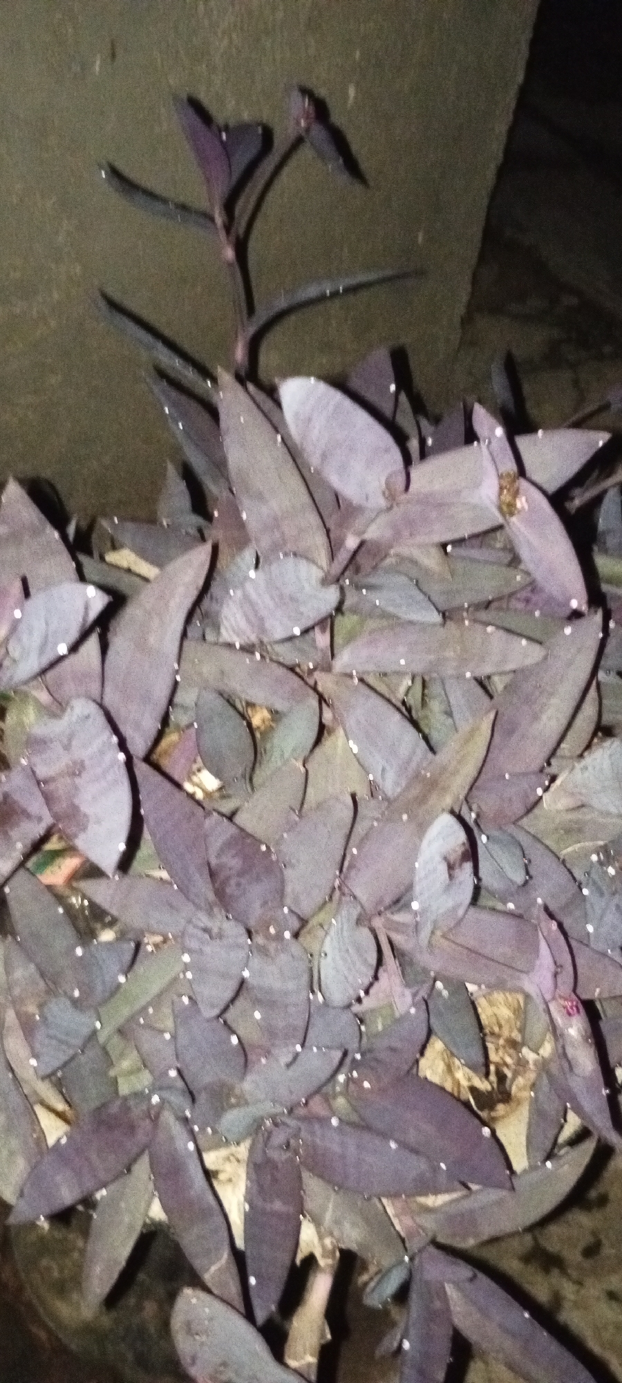 A close-up shot shows a Tradescantia pallida plant, commonly known as purple heart, located outdoors. The plant is characterized by its purple leaves. Small, white dots are scattered across the leaves, appearing as water droplets. The background consists of a textured surface. The photo was taken in low light conditions. The location is Adankolo, Nigeria, as specified.
