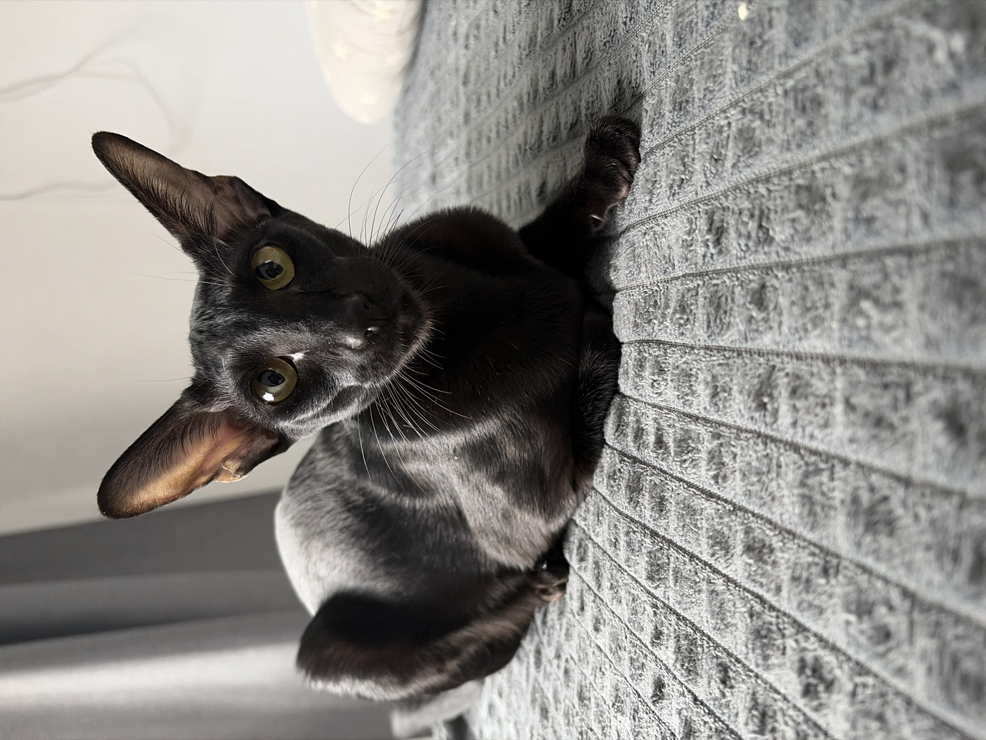 A black cat is perched on a gray, textured wall, possibly upholstered or covered with a heavy fabric. The cat's face is angled towards the viewer, with large ears prominently displayed. Its eyes are yellow-green. The cat appears to be indoors, with a white surface visible in the background. The precise location in the city of Chaikovsky, Russia, is not discernible from the provided image.