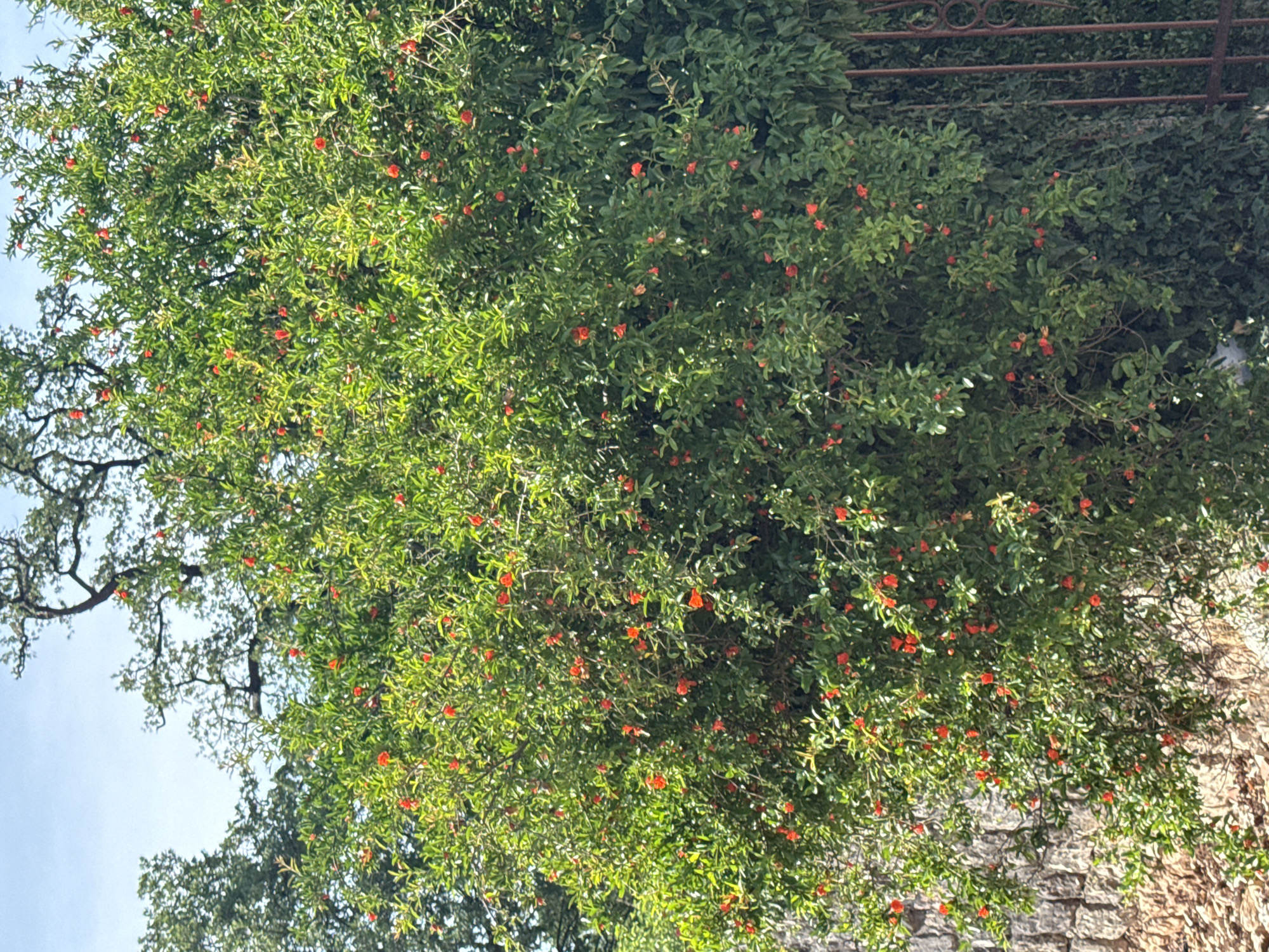 The image shows a pomegranate tree with numerous red flowers, located in Budva, Montenegro. The tree is positioned next to a stone wall and a decorative metal fence. The sky is visible in the upper left corner of the image.