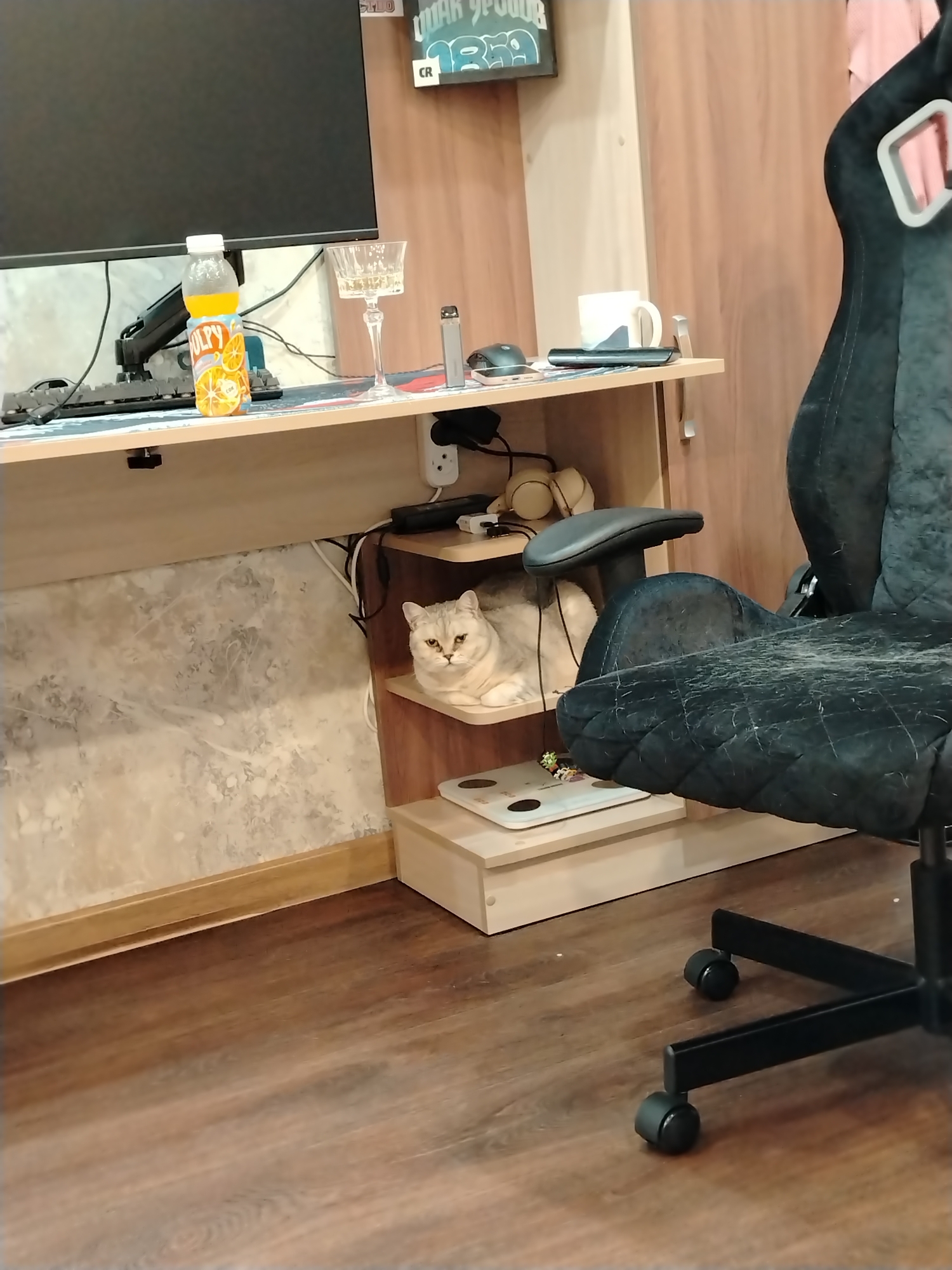 This image captures an indoor scene, likely a home office or gaming setup, located in Noviy, Russia. The focal point is a light-colored cat, possibly a British Shorthair, resting calmly on a low wooden shelf under a desk, looking directly towards the viewer.
The desk itself is made of light wood. On its surface, a large black computer monitor is positioned on the left. To the right of the monitor, a plastic bottle of orange juice, clearly labeled "PULPY," stands next to a clear, stemmed wine glass holding a pale liquid. Further right, a silver vape pen and a computer mouse are visible. A black keyboard is placed in front of the monitor.
Above the desk, on a smaller shelf, a white ceramic mug and a smartphone are present, along with a pair of beige headphones. A power outlet and some cables are visible near the desk's edge. Below the main desk, a network of cables is visible, and on a lower shelf, next to the resting cat, a white digital scale is placed.
To the right of the desk is a black gaming chair with a high back and armrests. The chair's fabric shows a noticeable accumulation of light-colored fur or lint, suggesting a pet is often in this area. The floor is made of dark wooden planks, and the walls are a mix of light wooden panels and a textured, light-colored surface. Above the desk, on the wall, a small sign or plaque is mounted with the partially visible text "CR" and "WAR SOON." The scene conveys a relaxed, personal workspace.