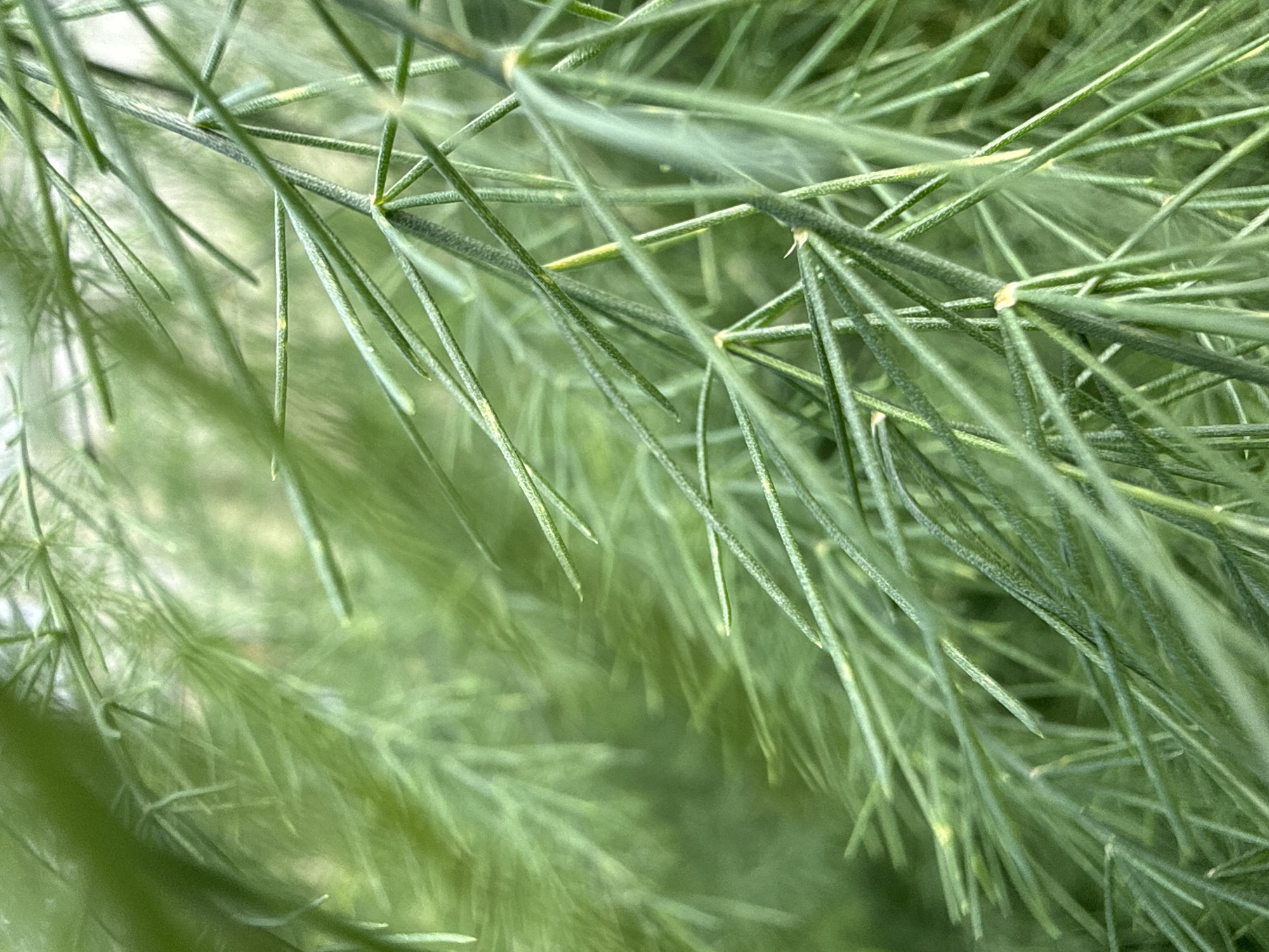 The image is a close-up, macro photograph of feathery green foliage, likely from a plant such as asparagus or dill. The stems are thin and green, with numerous fine, needle-like leaves branching off. The background is softly blurred, with lighter green and white areas suggesting further foliage or an overcast sky. There are no people, animals, or man-made objects visible in the image. The scene is natural and appears to be outdoors. The location in Baryshevo, Russia is not depicted or suggested by any visual cues within the photograph.
