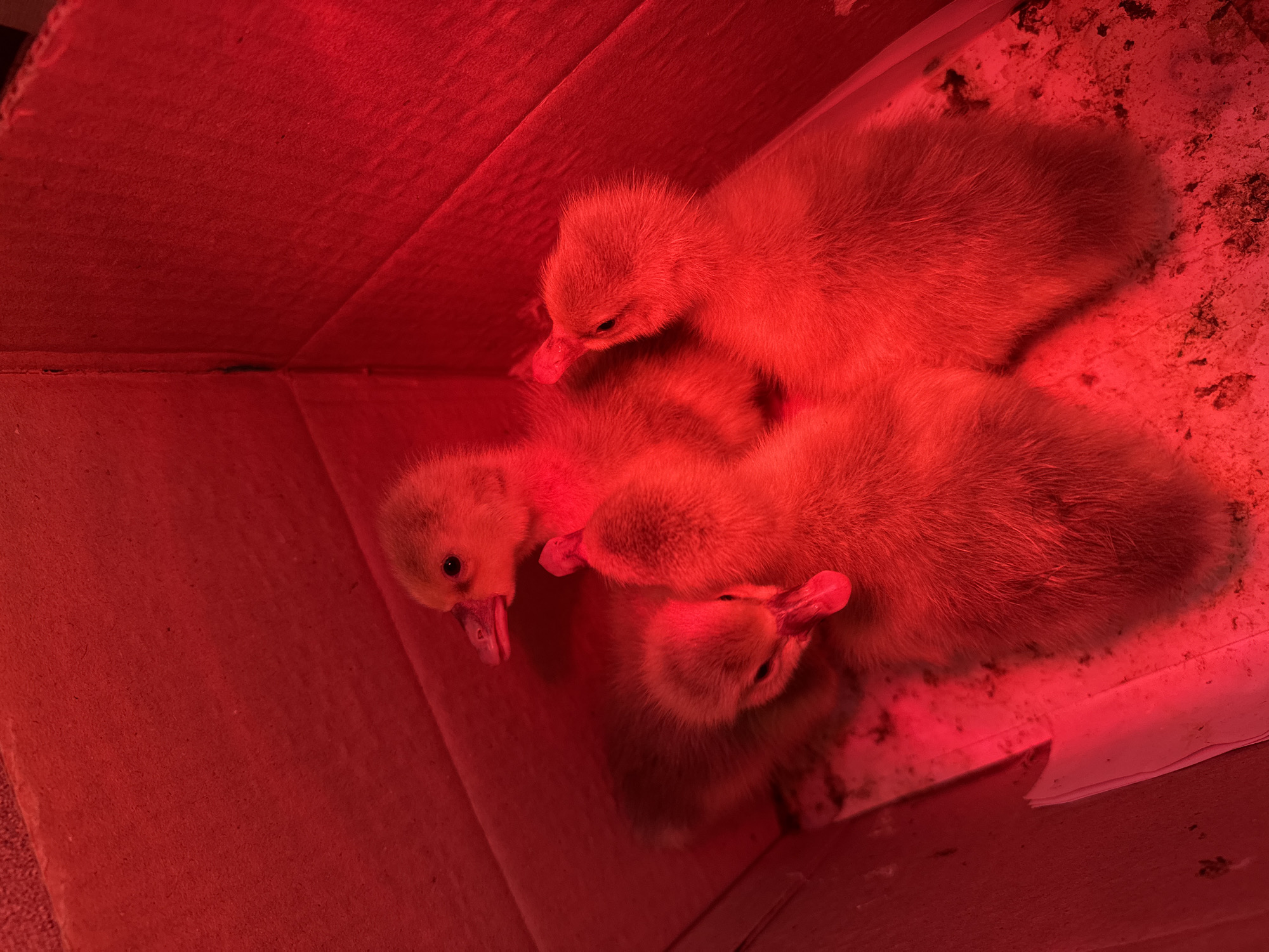 Three yellow goslings huddle together in a cardboard box under a red heat lamp. The location is unknown.