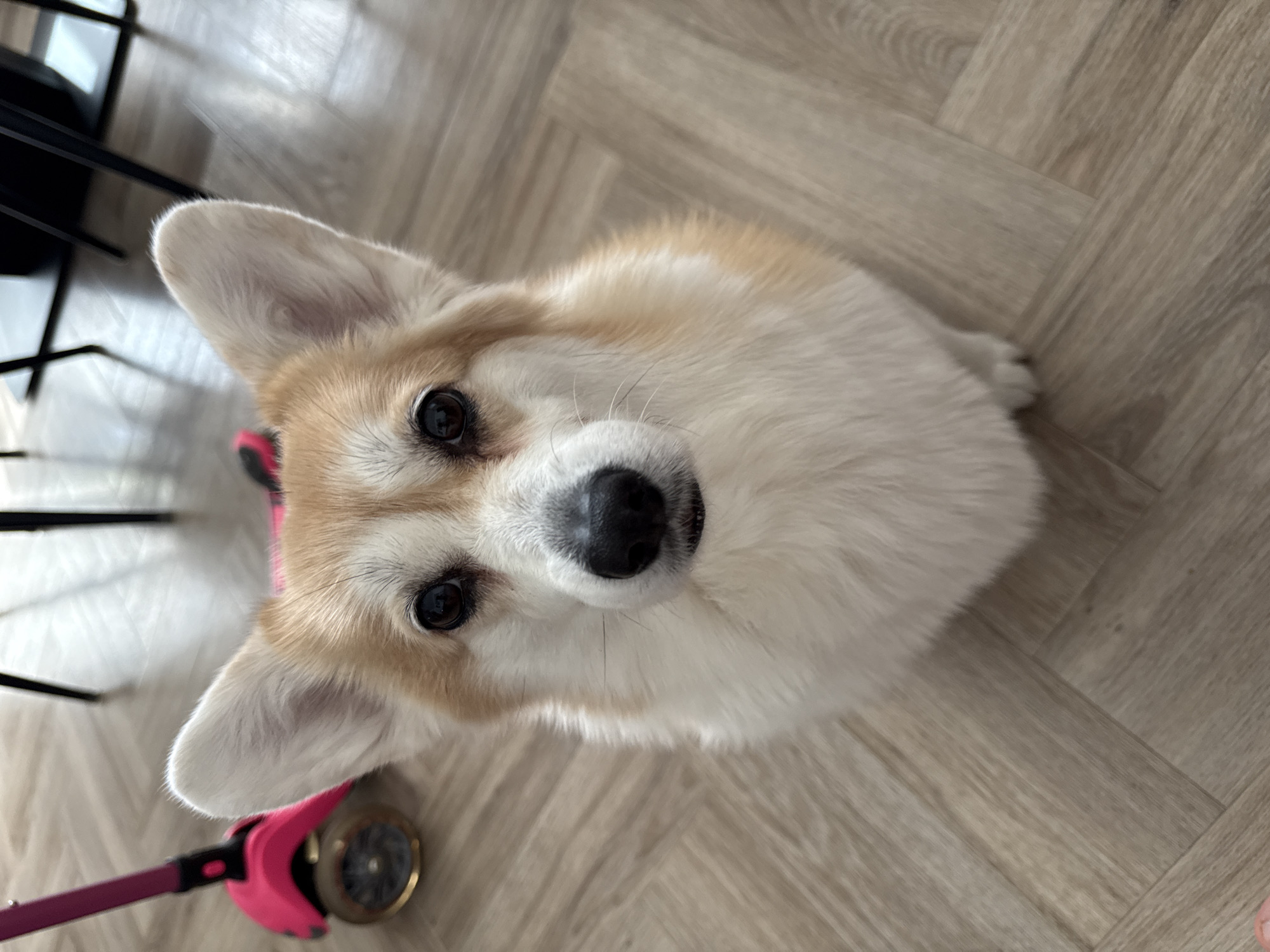 A Corgi dog is shown from a high-angle, looking directly into the camera. The dog has a cream and tan coat, with erect ears and a black nose. A pink retractable dog leash is visible in the lower-left corner. The background is a light-colored wooden floor. There is no visual information to place this image in Krasnoyarsk, Russia.