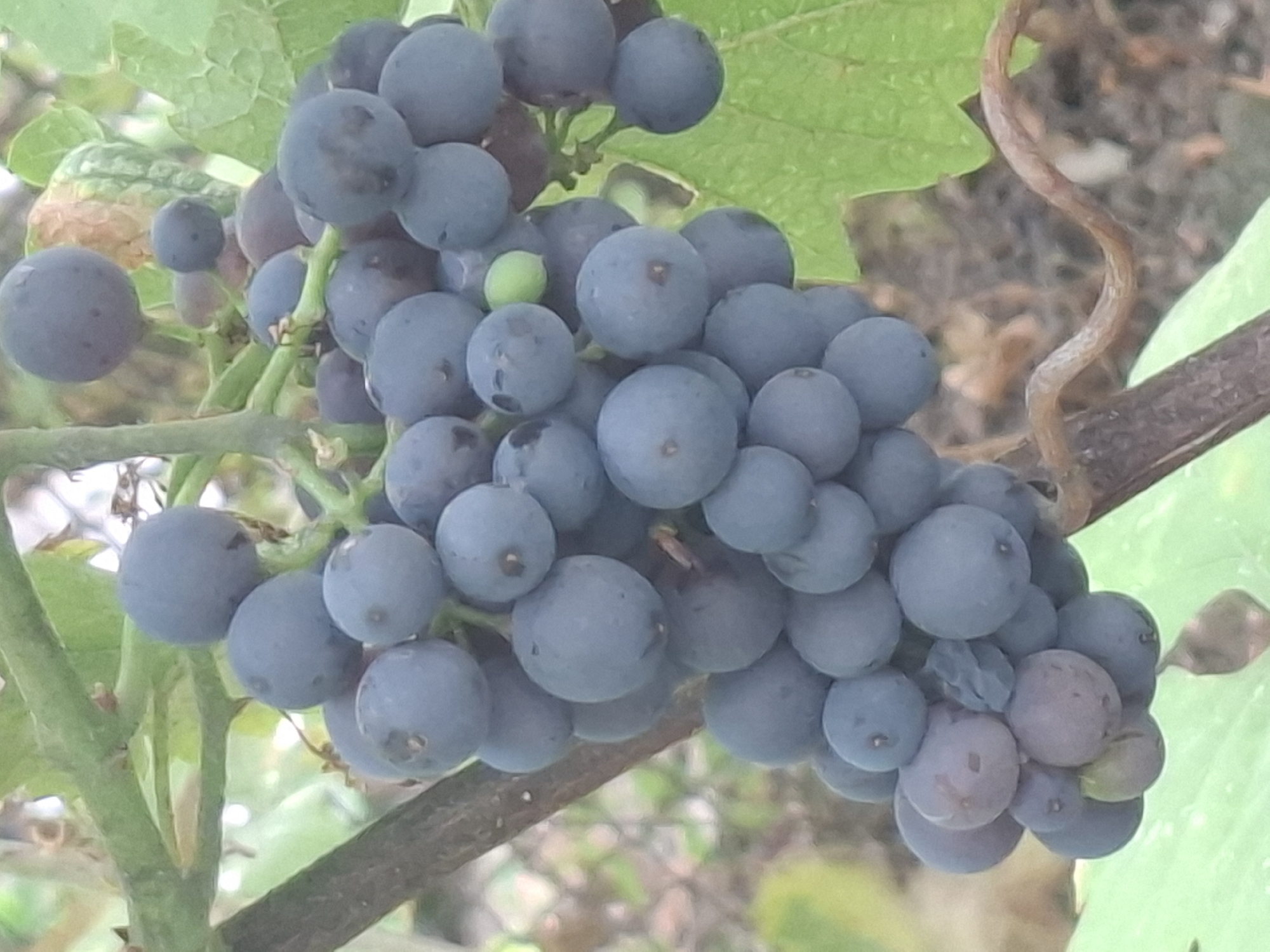 The image shows a close-up of a bunch of ripe, dark purple grapes hanging from a vine. The grapes are round and plump, with a slightly dusty bloom on their surface. A few green leaves and a thin, brown vine tendril are also visible. The background is out of focus, but appears to be foliage and the hint of a wooden structure. There are no people or animals present.
There is no information in the image to suggest it is located in the city of Almaty, Kazakhstan. The image depicts a natural setting, likely a vineyard or garden, with no identifiable landmarks or context that would indicate a specific geographical location.