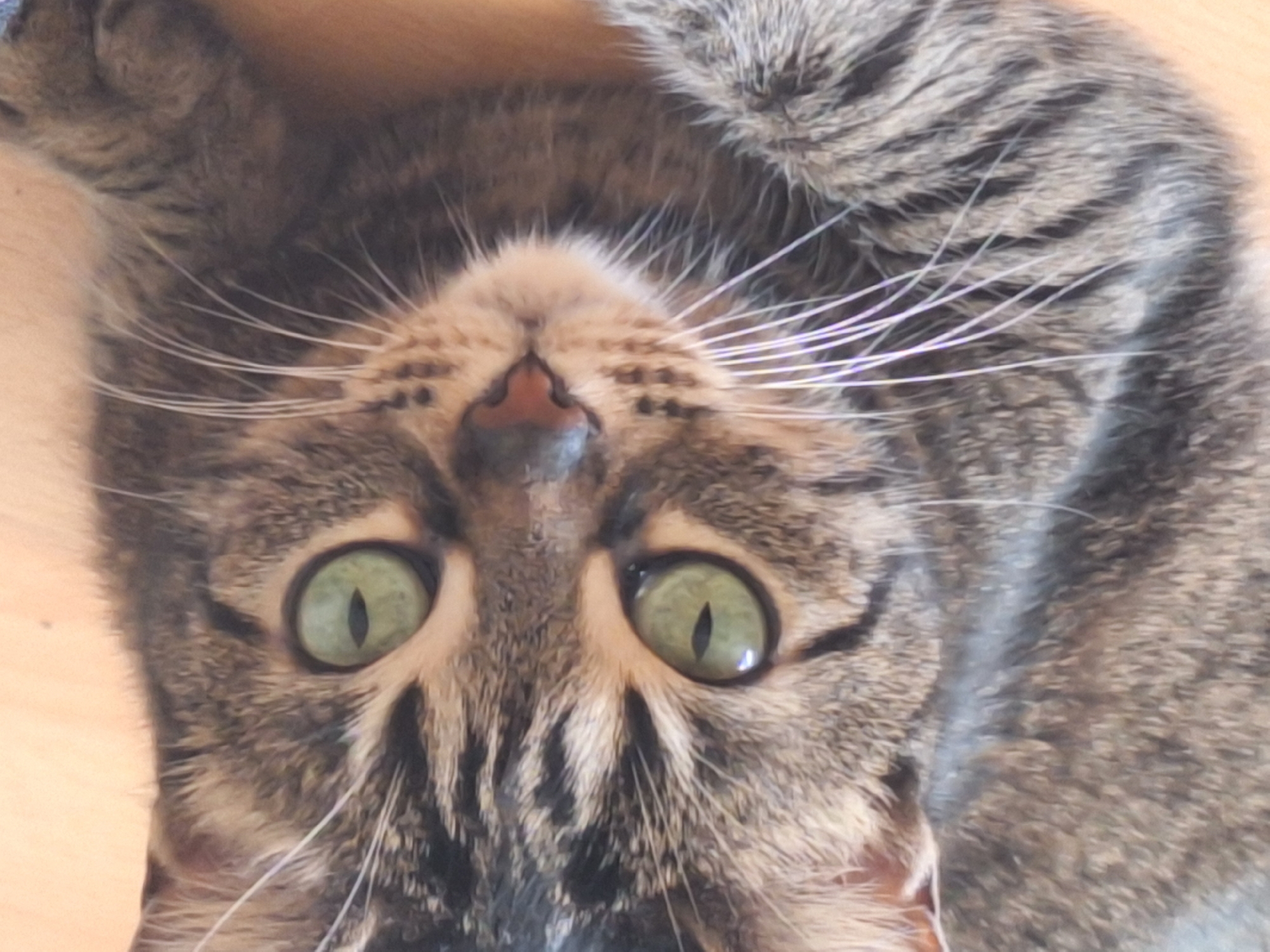 A tabby cat with green eyes is upside down, looking at the viewer. The cat has brown and black stripes and white whiskers. The background is out of focus and appears to be a wooden surface. The location and city are unknown.