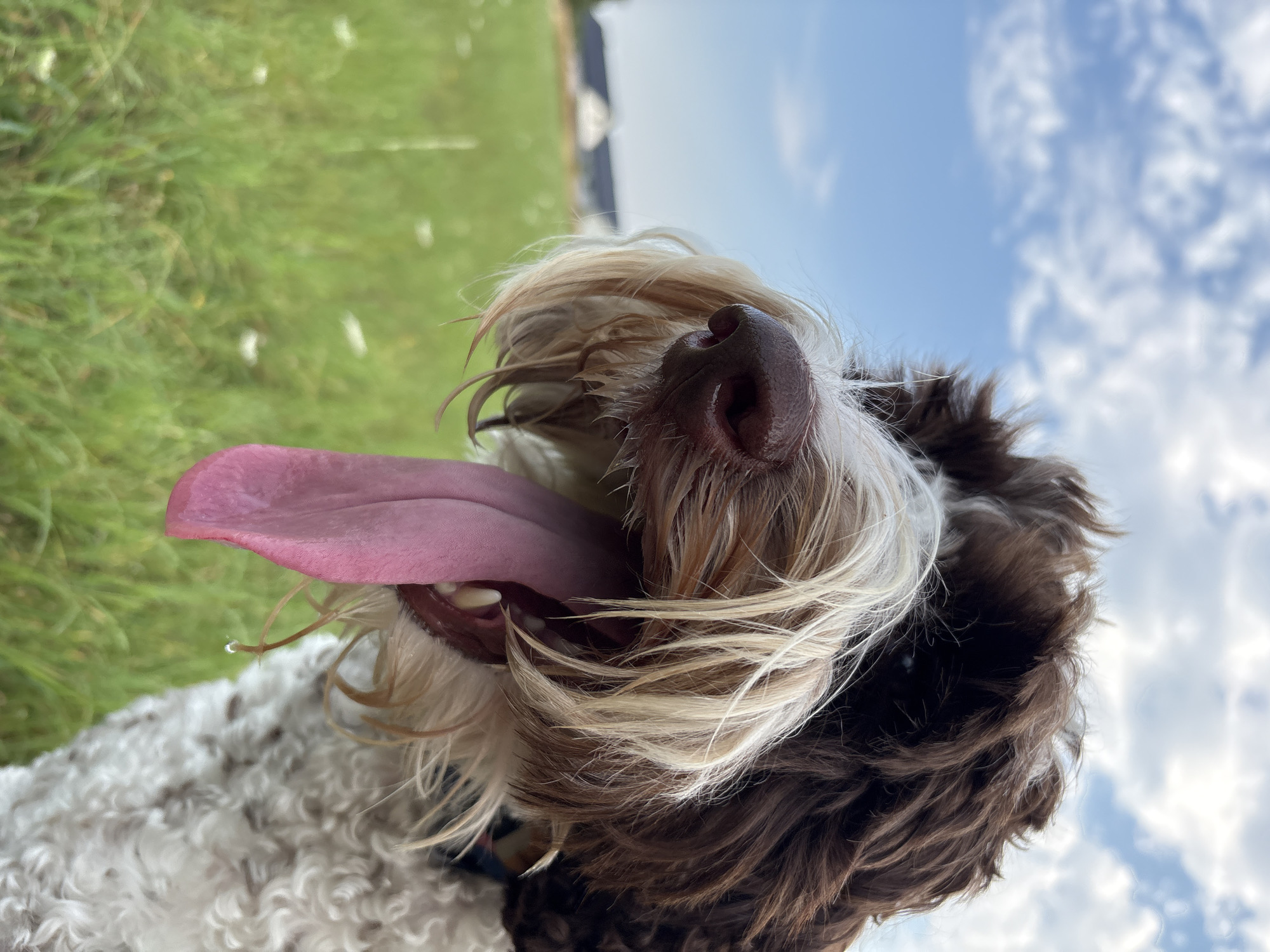 A close-up shot, taken at a low angle, captures a brown and white shaggy dog panting in an outdoor setting. The dog's mouth is open wide, with a long, pink tongue hanging out. Its fur is a mix of dark brown and white, with long, wispy strands around its face. The background is a blurred green field with a blue sky and scattered white clouds. In the far distance, there appear to be some low-lying buildings or structures. There is a single droplet of water on the dog's tongue. The image appears to have been taken on a sunny day. The dog is the sole subject of the image. No people are present. The scene is set in Wilczyce, Poland.